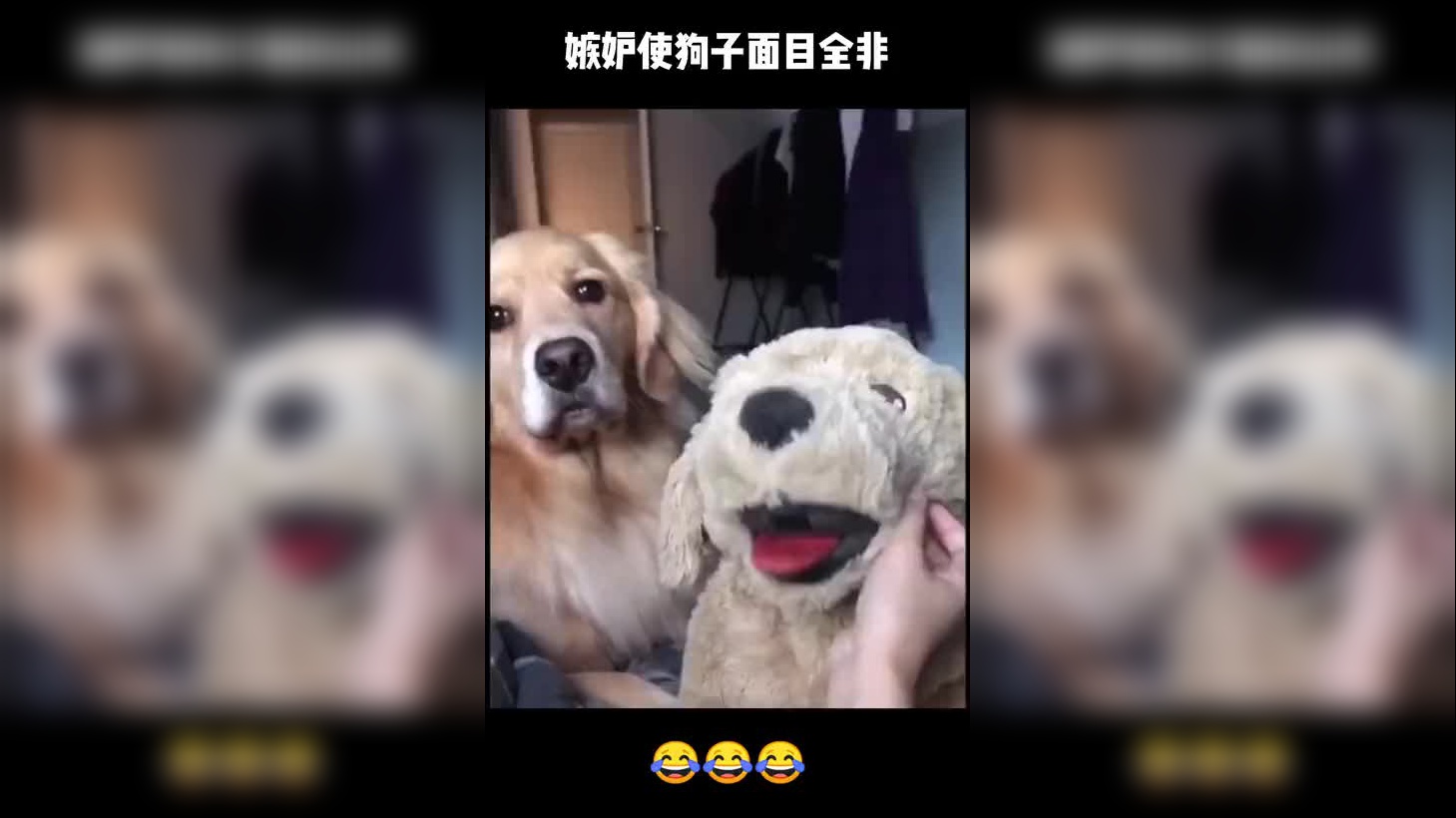 铲屎官逗玩具狗玩,狗子生气咬玩具狗,网友:嫉妒使狗子面目全非