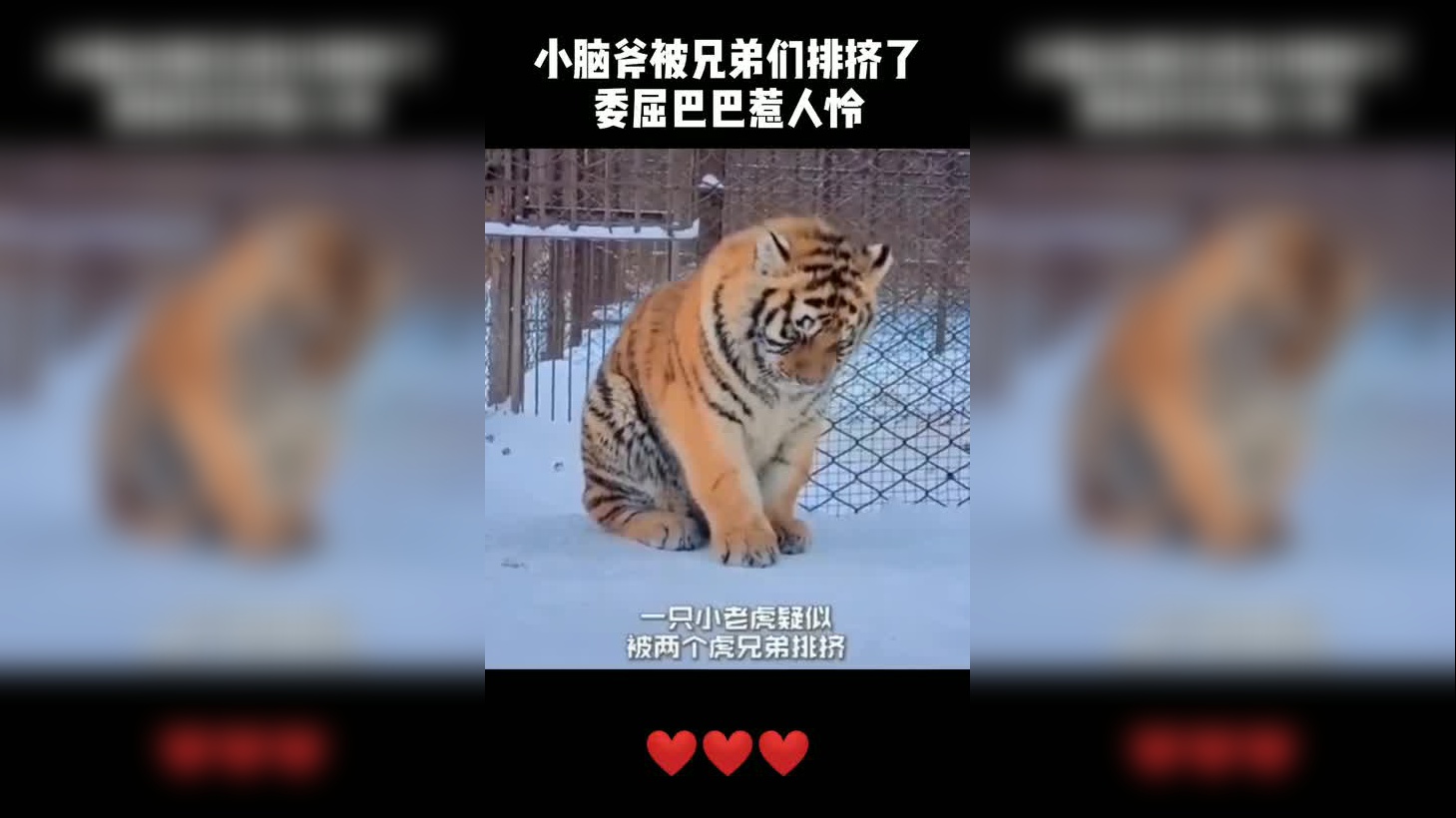 小老虎被同伴排挤,委屈巴巴惹人怜,我膨胀了想养一只!
