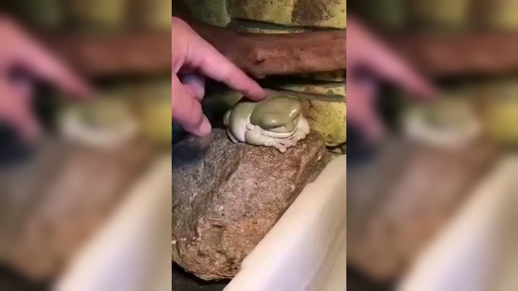 黑大王肚子饿得咕咕叫,打断金蟾的谈话,金蟾很不开心