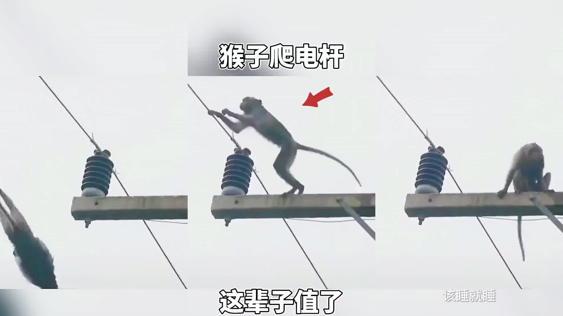猴子爬电杆,这辈子都值了!