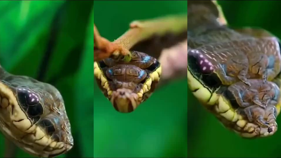 老鹰捕蛇惨遭反杀,花豹母子渔翁得利