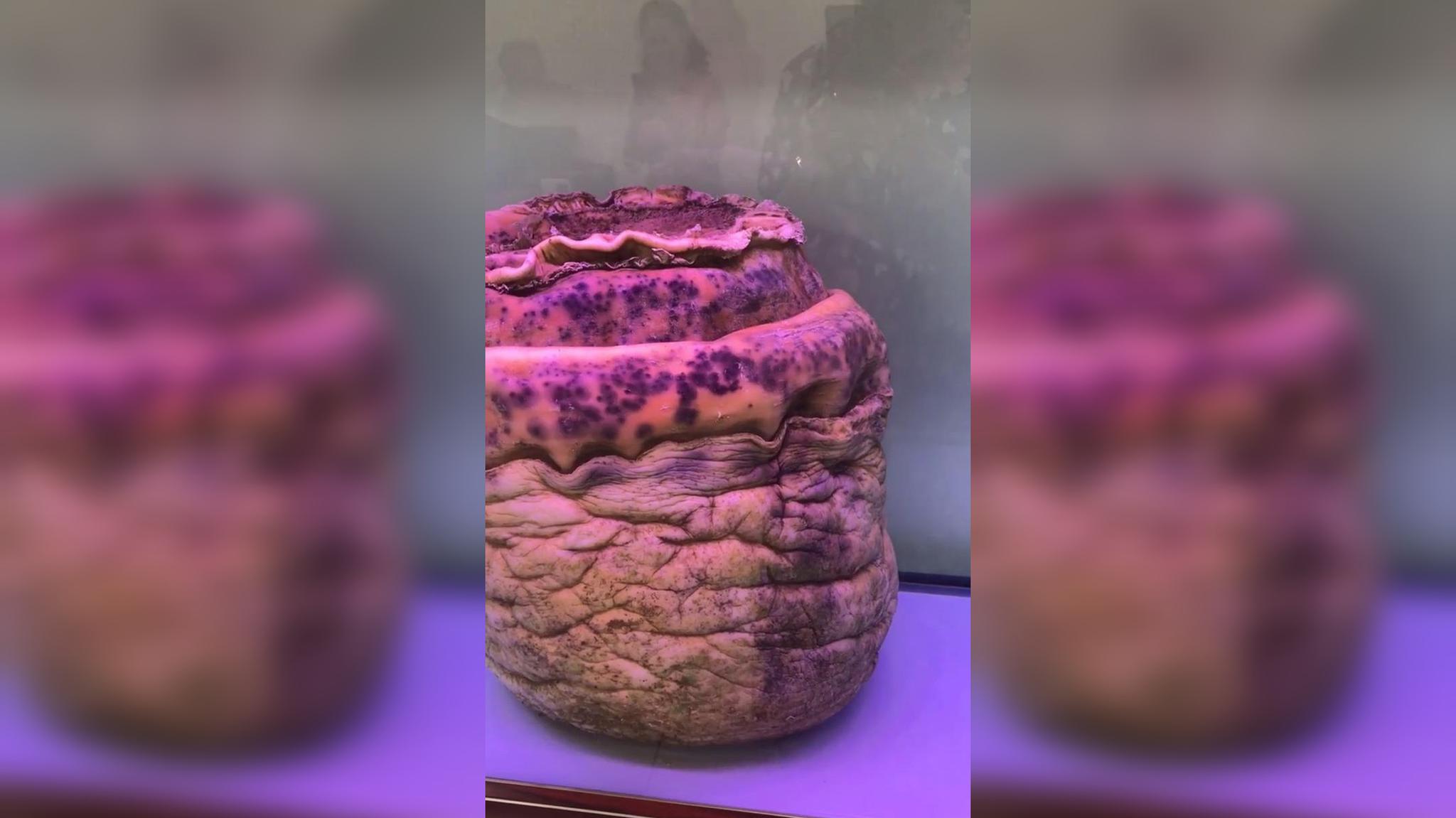 吃了太岁肉,可以长生,知是要付出昂贵的代价!