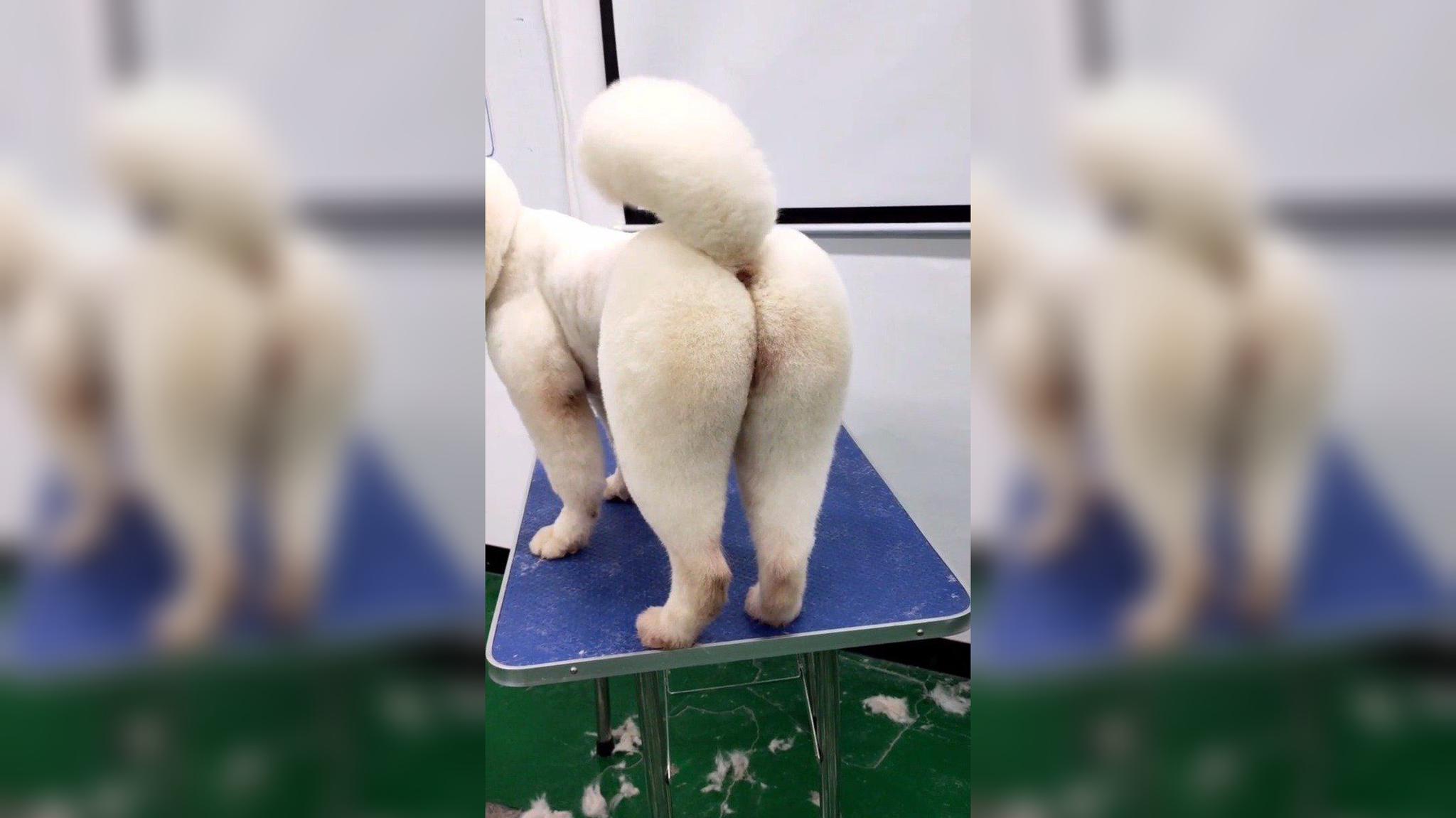 狗狗剃完毛,露出销魂的小屁股,你让汪何以立足!
