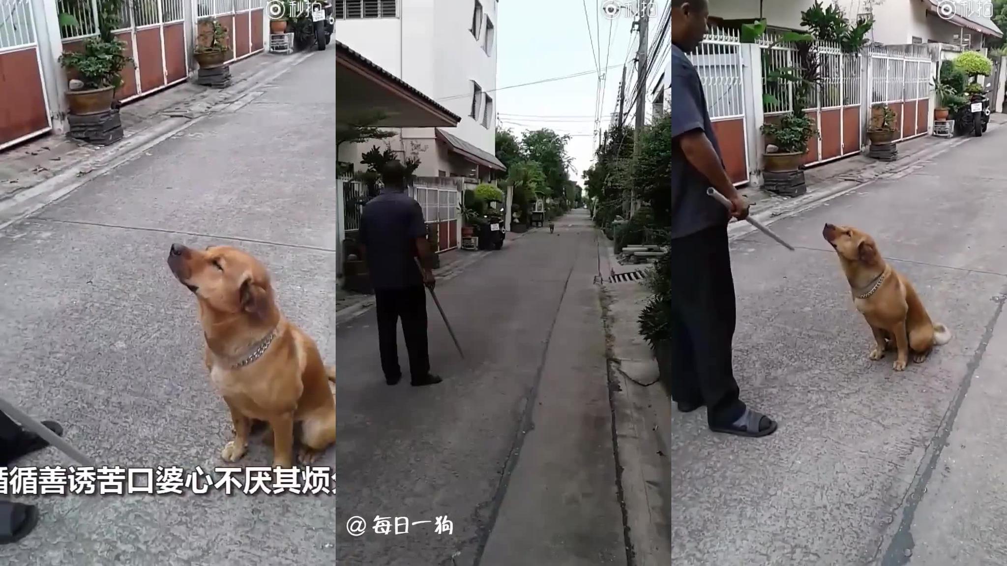 巷子里的猫很自由却没有归宿,围墙里的狗有归宿终生都要低头