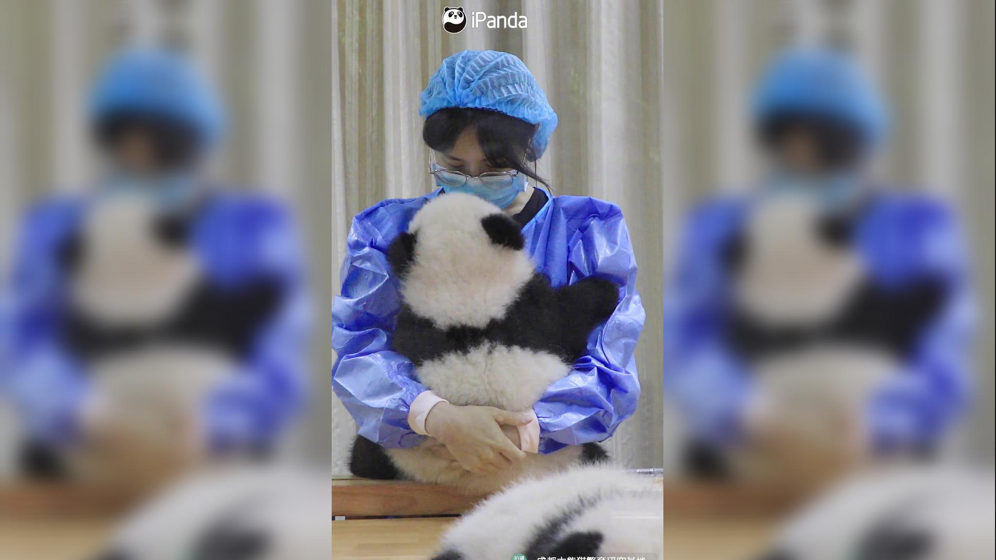 好久没有见到奶妈了,熊猫金虎宝宝跟奶妈的暖心对话,真感人