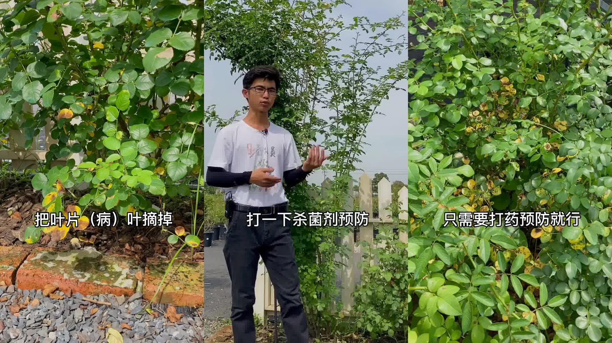 科德斯月季"暗夜芬芳"(又名狄亚娜伯爵夫人)