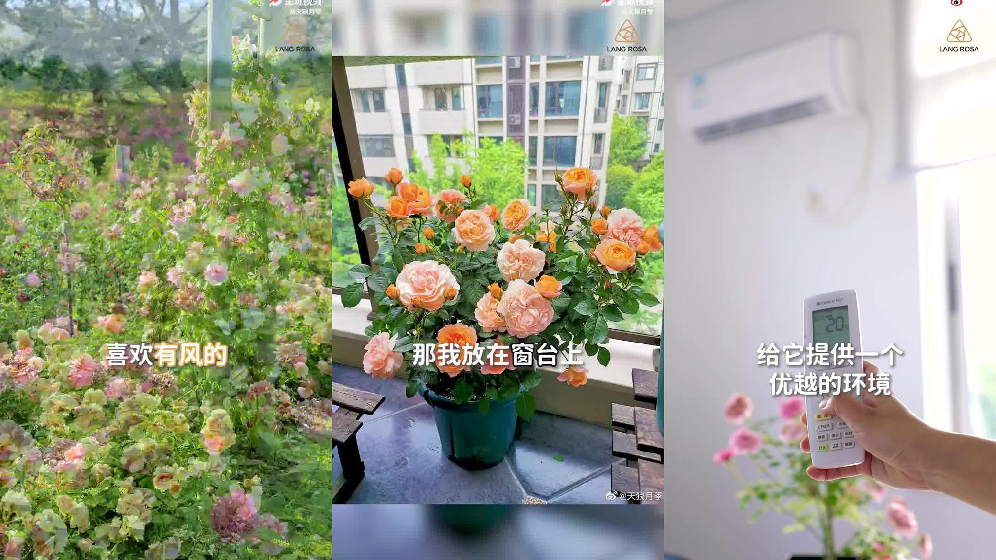 科德斯月季"暗夜芬芳"(又名狄亚娜伯爵夫人)