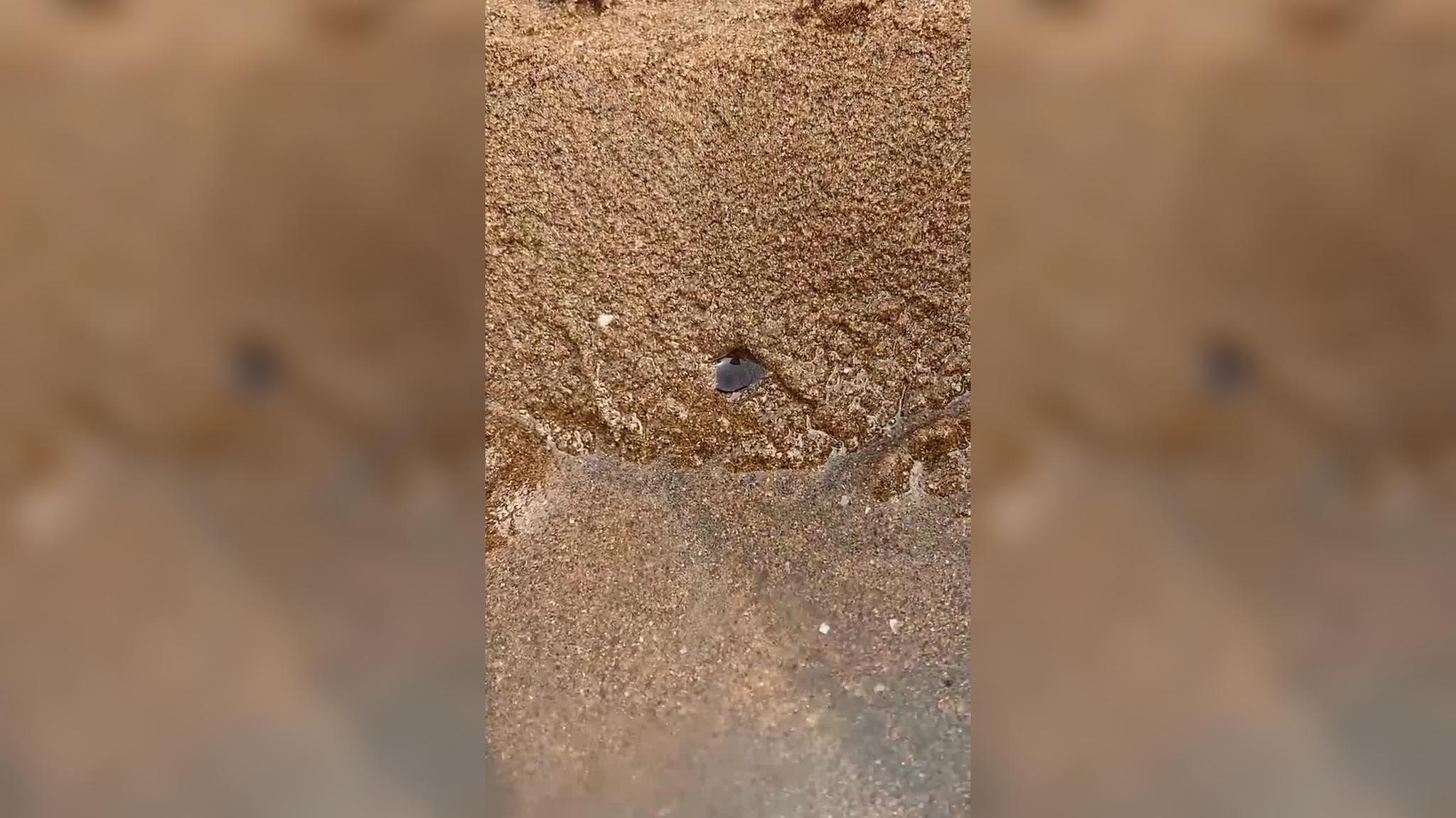 竹节蛏打洞太有意思!小倪赶海专业盐掉竹节蛏,教你如何一招制胜