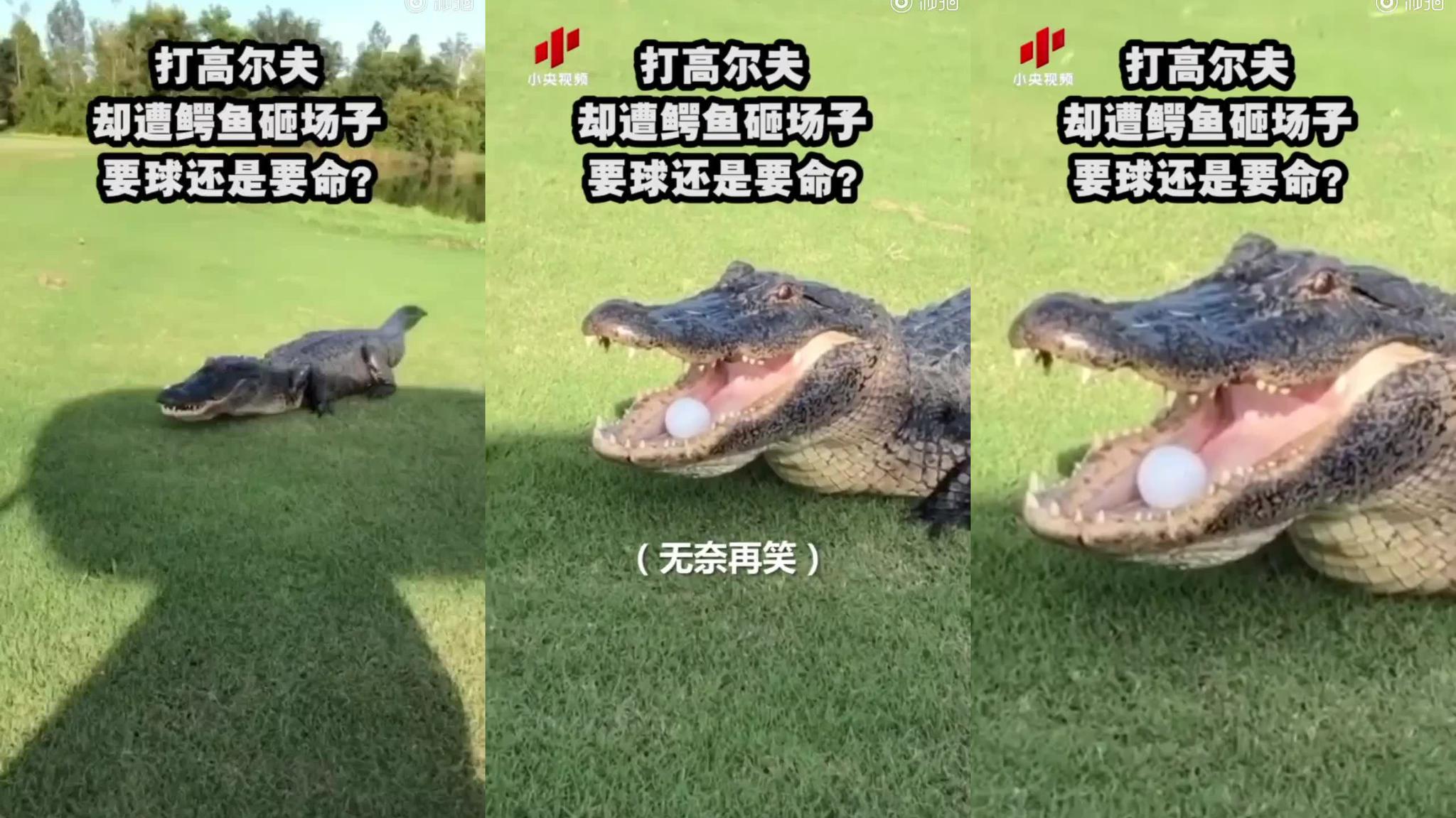 男子打高尔夫却遭鳄鱼砸场子