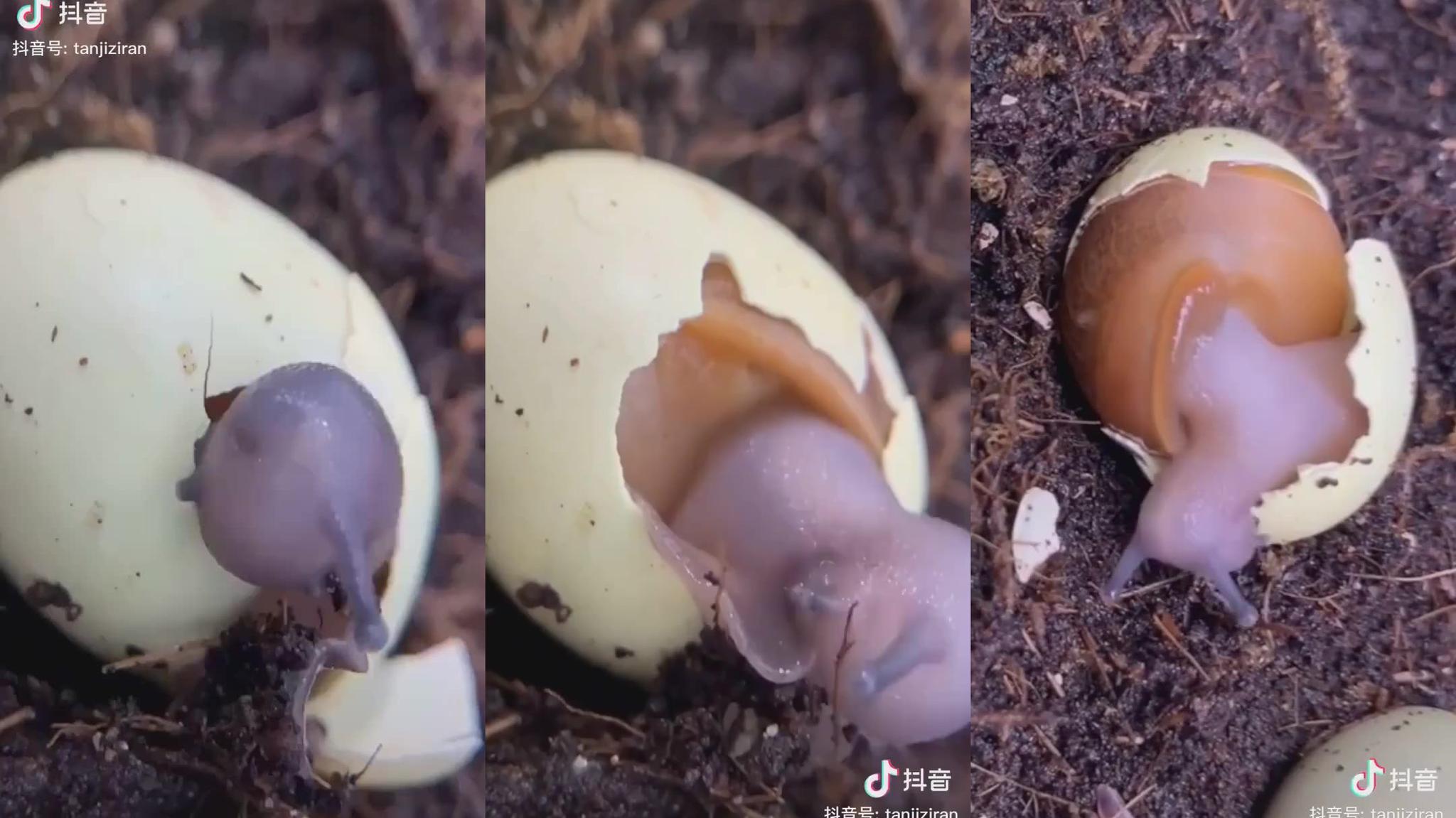 两只巨型蜗牛纠缠在一起,12小时后神奇的事情发生了