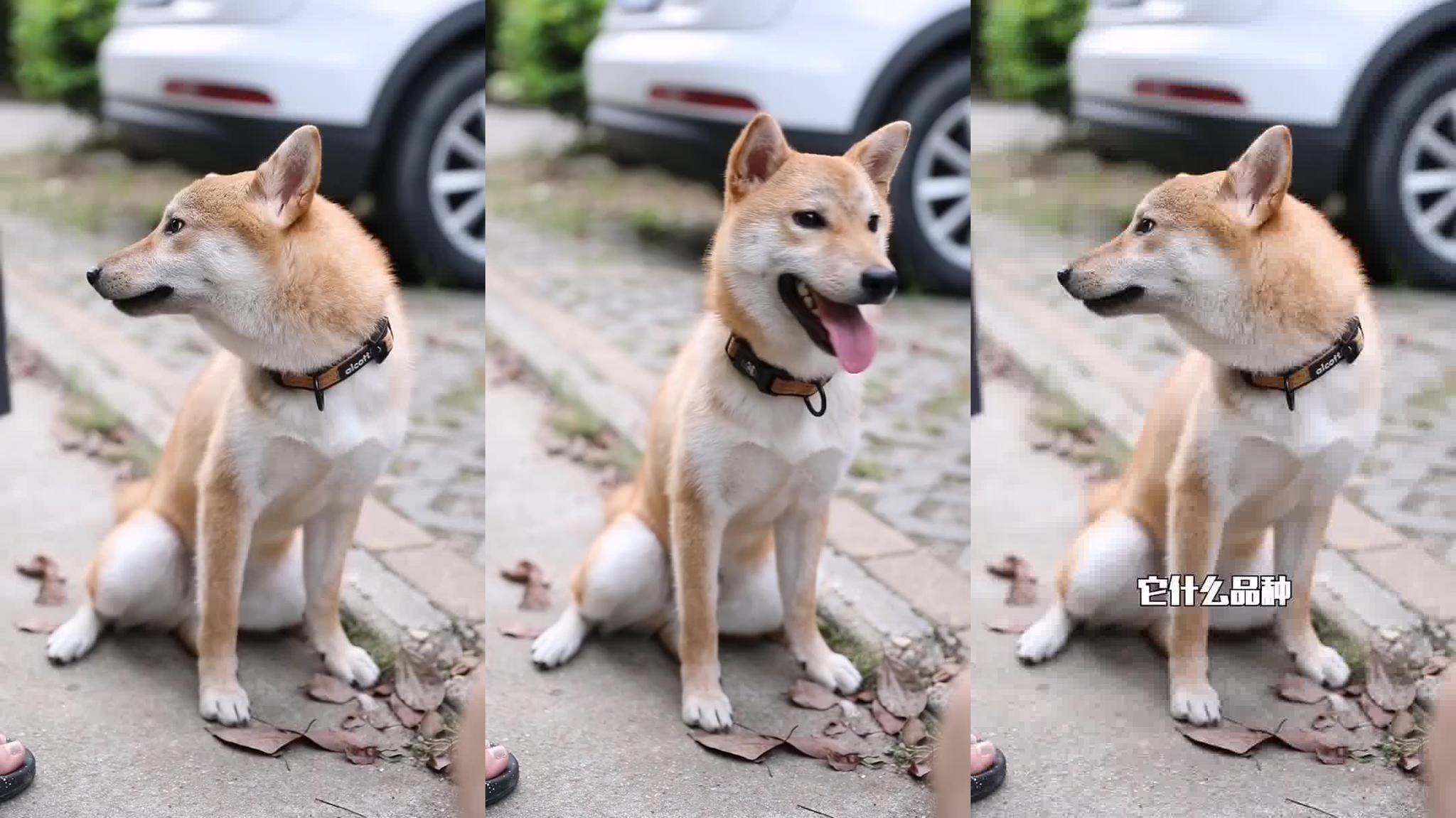 柴犬身上插着把刀路人想去搭救蹲下看了一眼直接走了