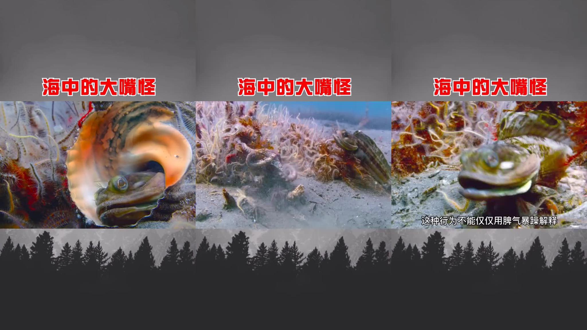 夜晚的鸡心螺喷射毒液屡次失手,不料它直接张开大嘴吞下小鱼