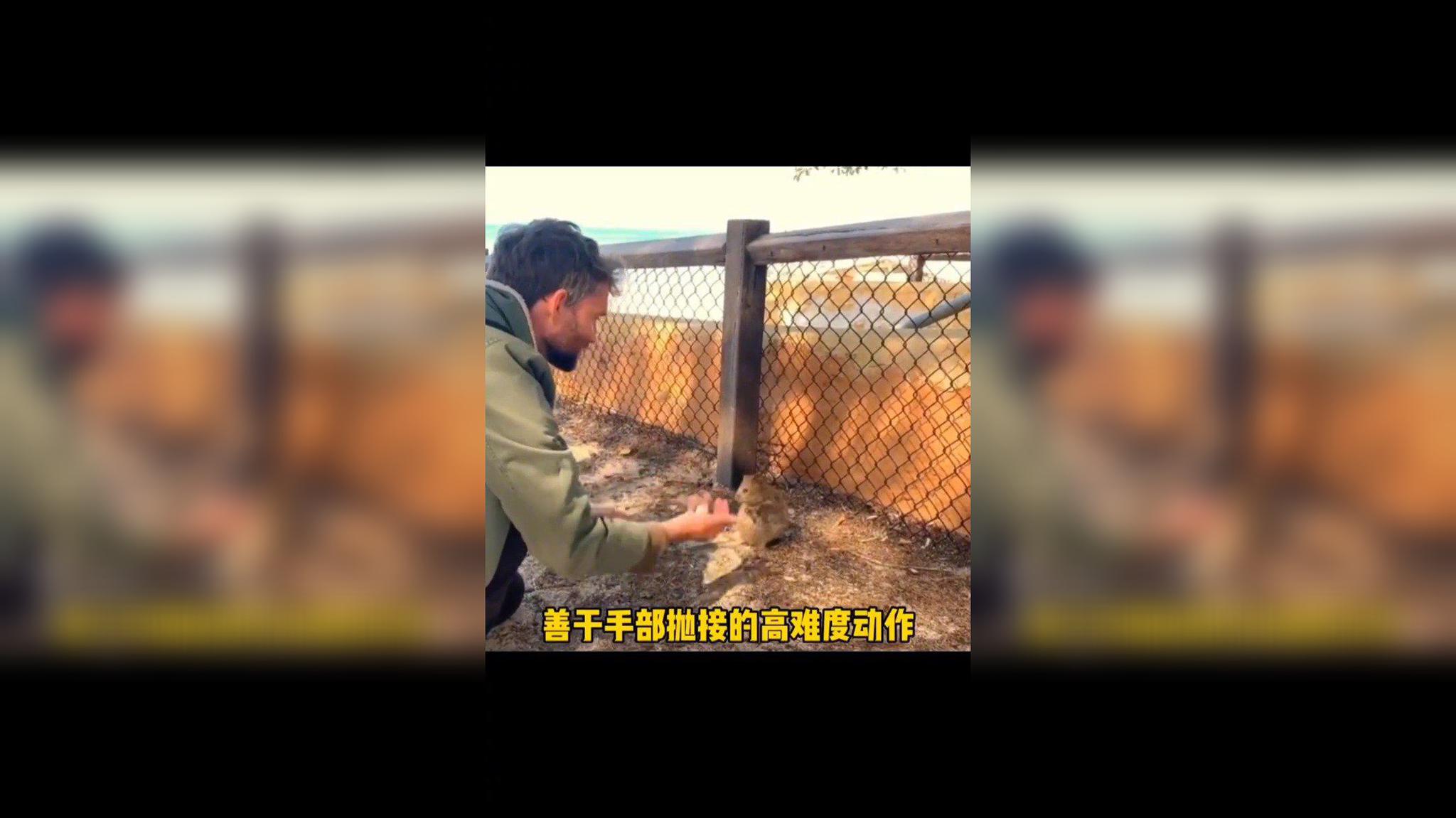 动物园袋鼠"葛优瘫",小朋友:像爸爸在床上的样子