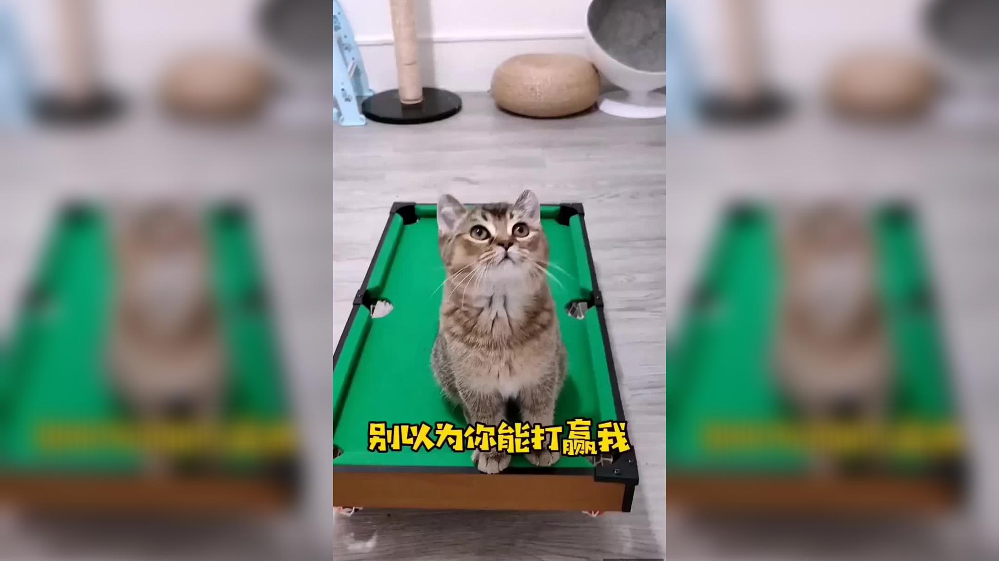猫:吃我一记无敌喵喵拳! 揍你个生活不能自理!