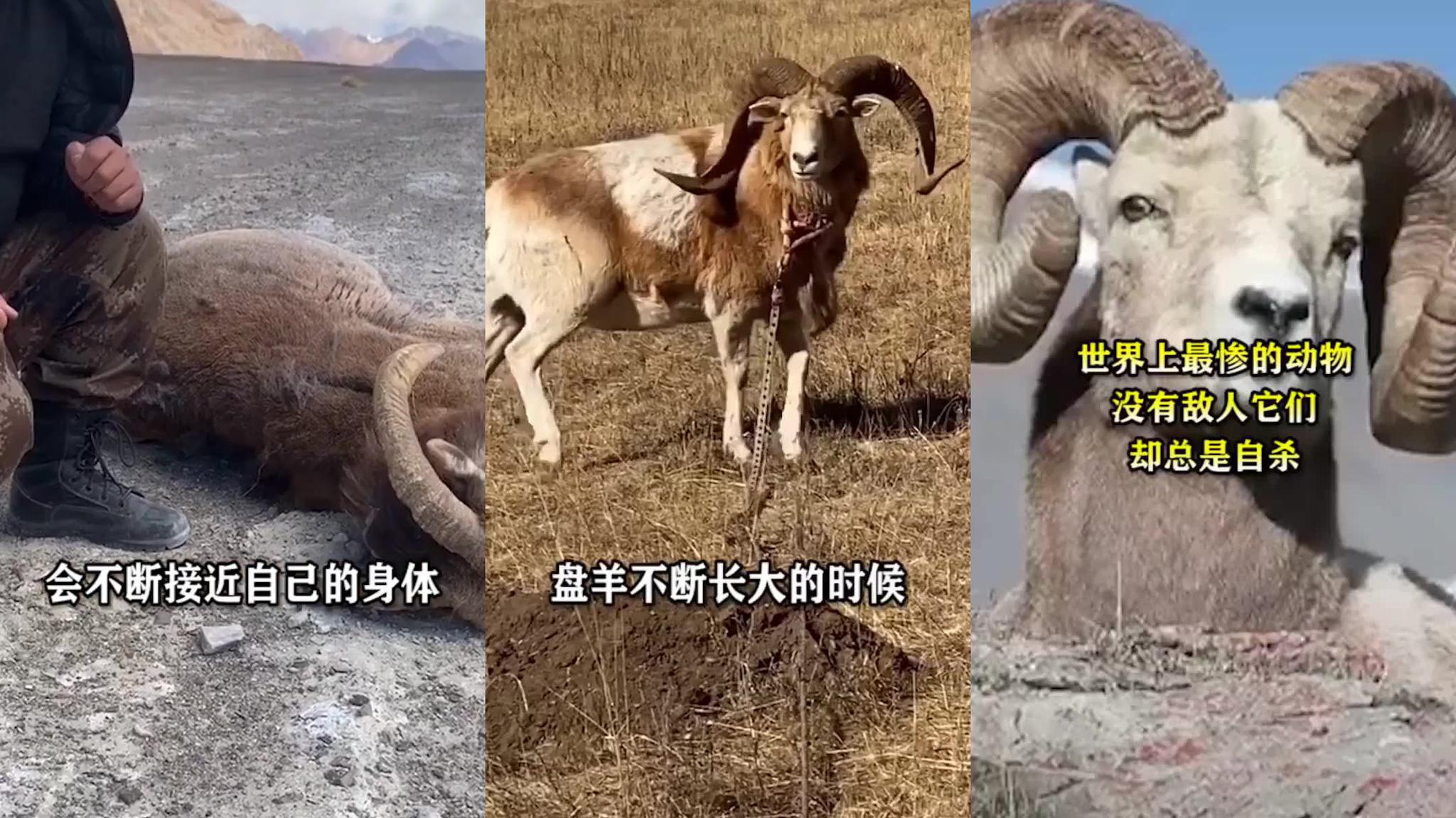 世界上"最惨"的动物,躲过无数天敌,却被自己谋杀身亡,太憋屈