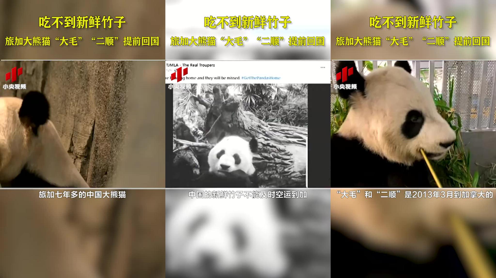 视频:yg回应blackpink违规接触熊猫称新一期团综不播放