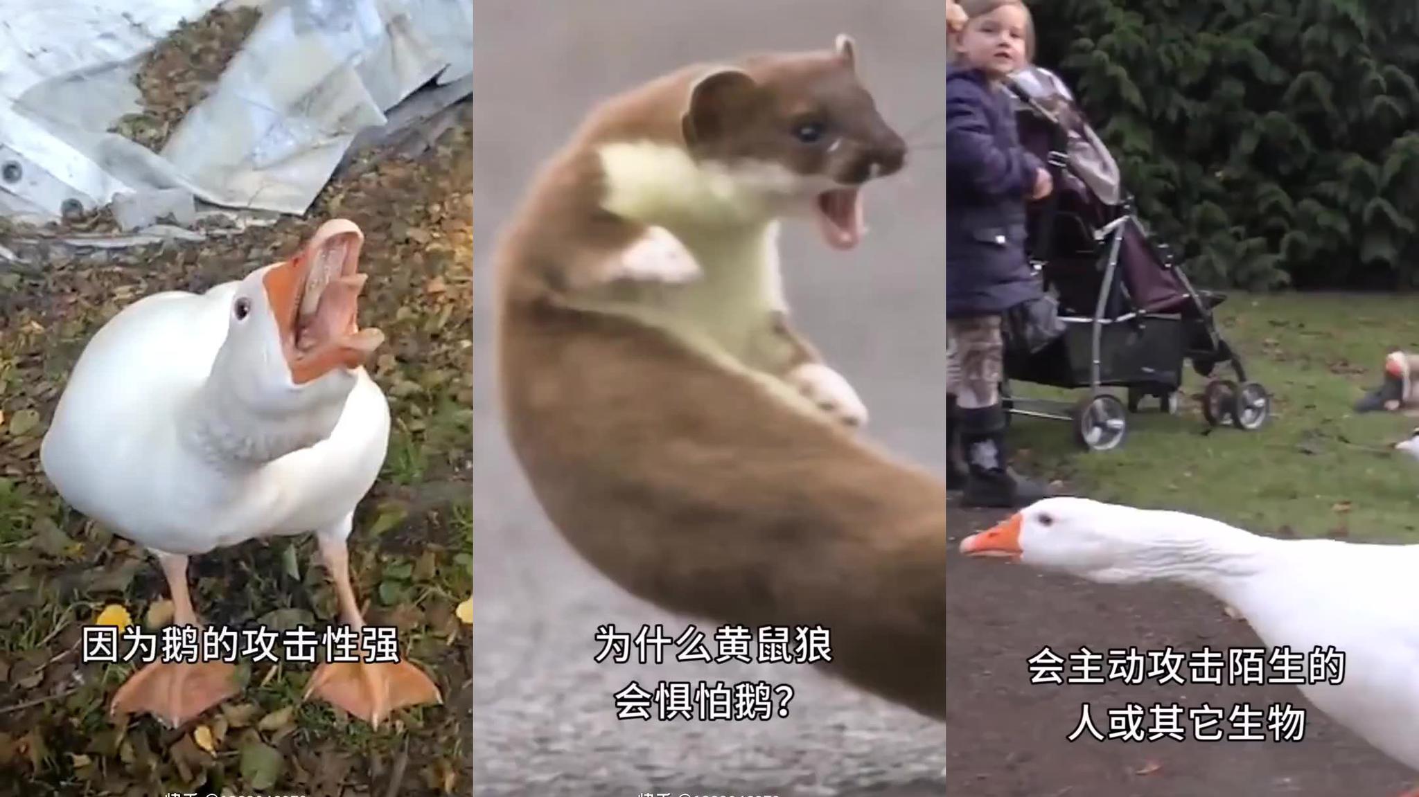 黄鼠狼黄鼠狼天不怕地不怕为什么会怕鹅