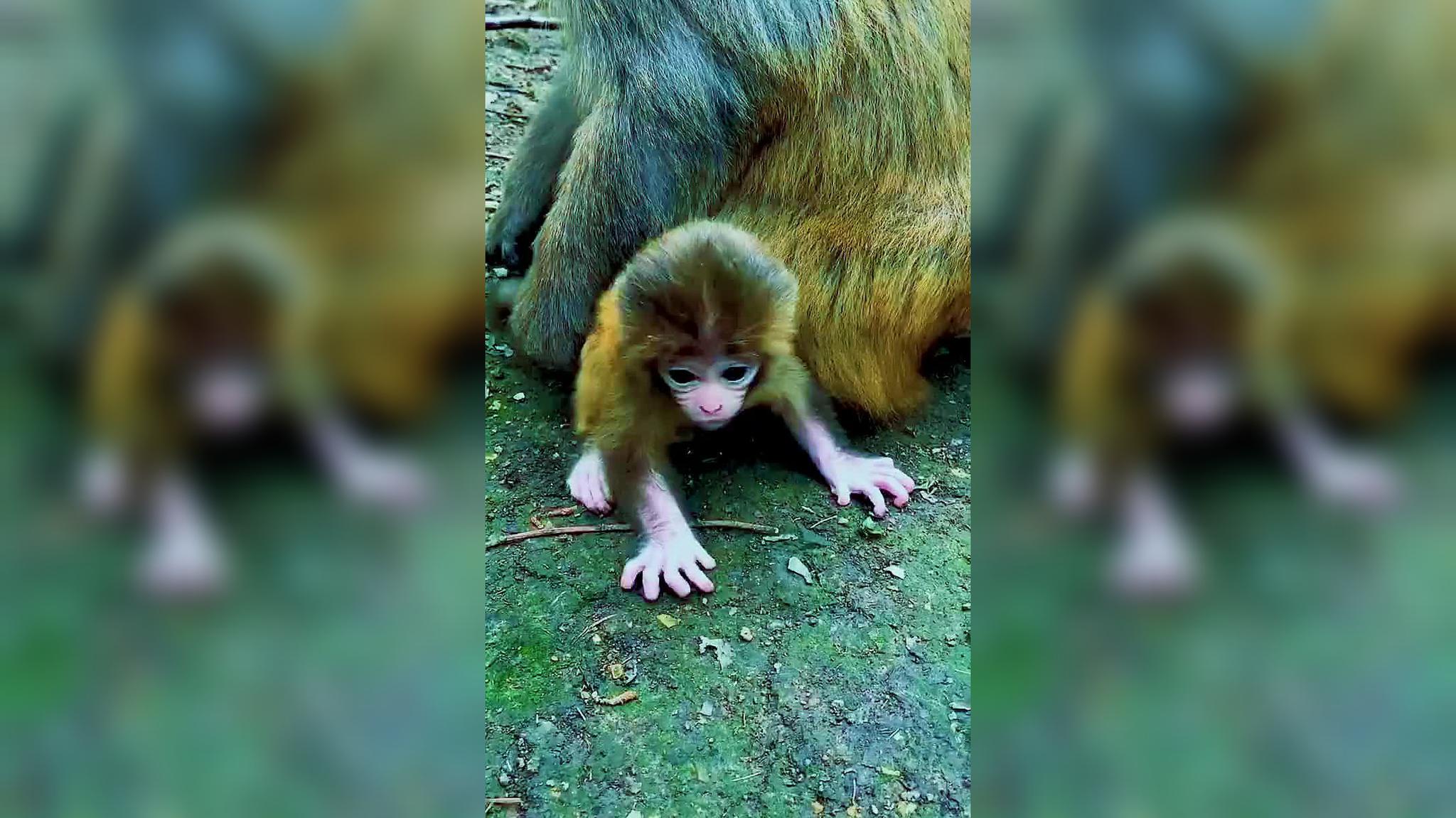 八个月的小宝宝爬得真溜,这动作就像蝙蝠侠一样,太逗了!