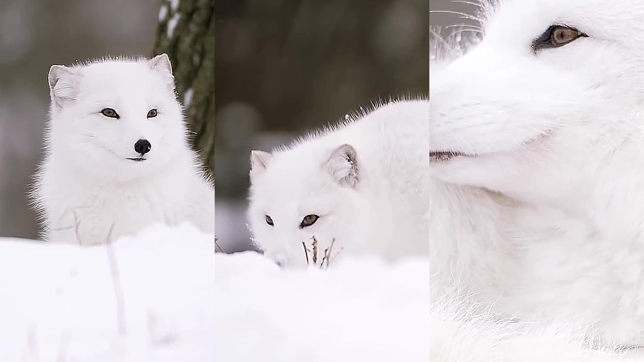 有困难找警察!黑龙江一只银狐被蜱虫叮咬,委屈巴巴走进派出所