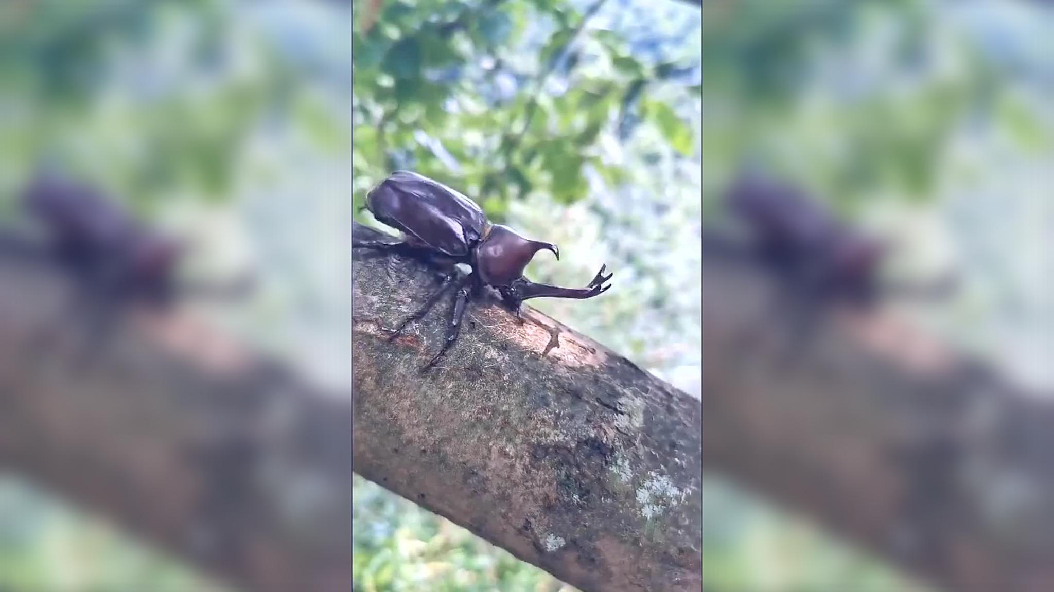 两只非洲巨型独角仙相遇,直接开始对线,狭路相逢勇者胜!