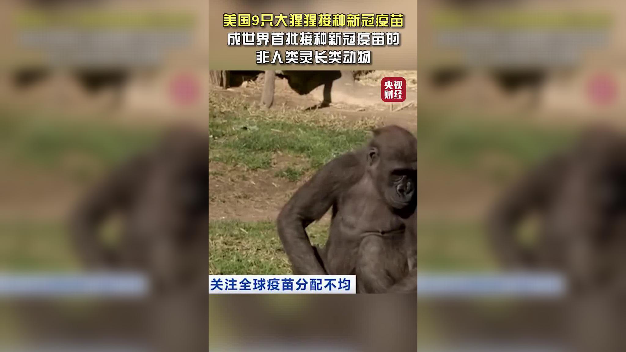 美国9只大猩猩接种新冠疫苗