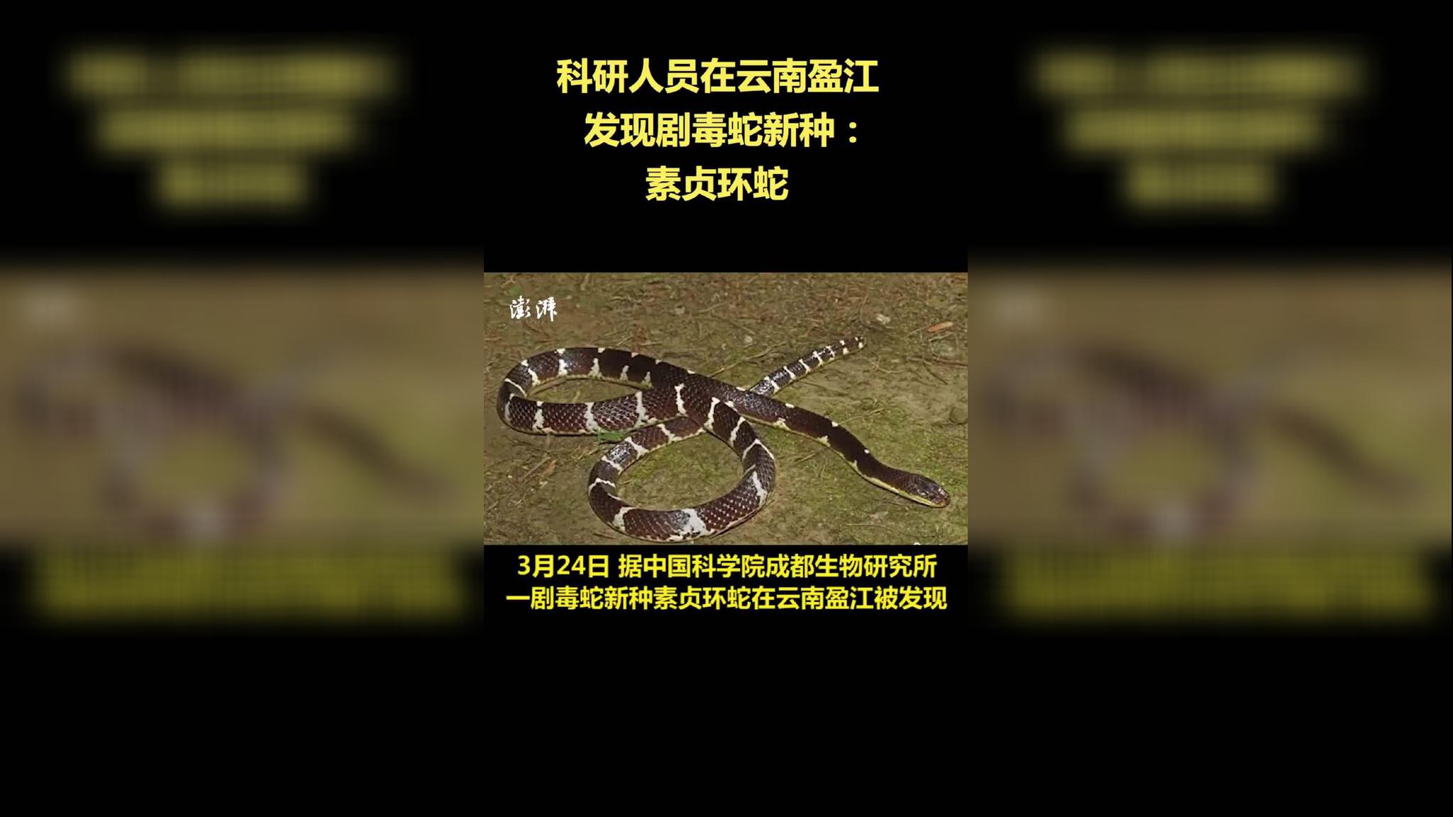 云南发现剧毒蛇新种命名素贞环蛇:系中国学者首次命名