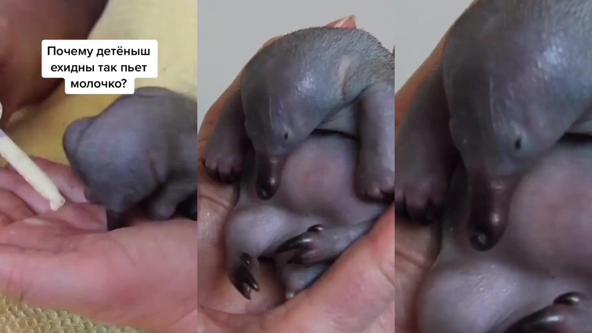 鸭嘴兽有多奇葩?卵生孵化再哺乳,它比你想得更离谱cr:logo