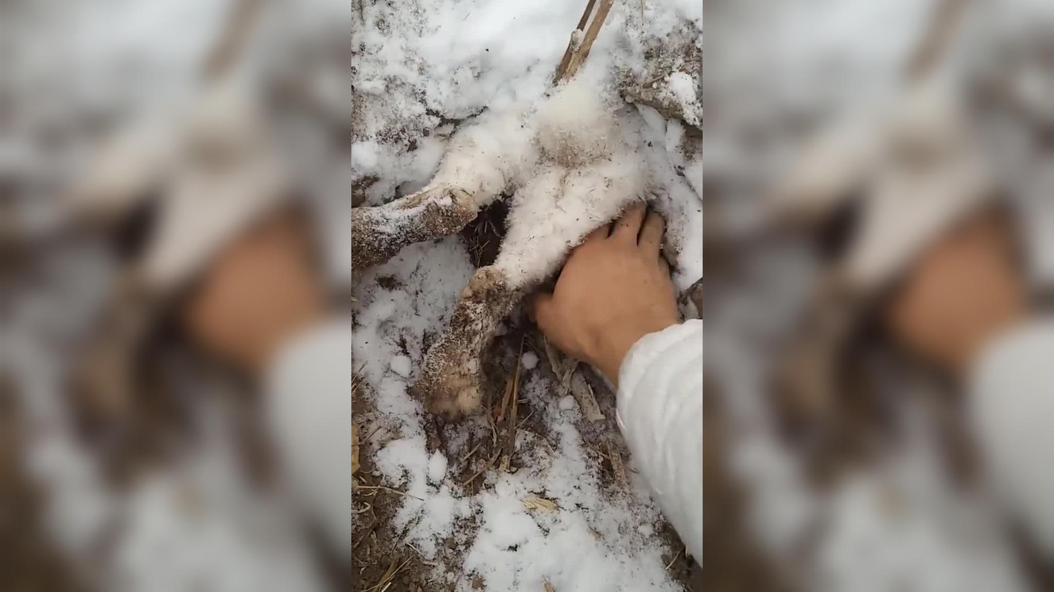 兔子在给窝里的宝宝这风挡雪,满满的母爱,网友还以为是冻死了