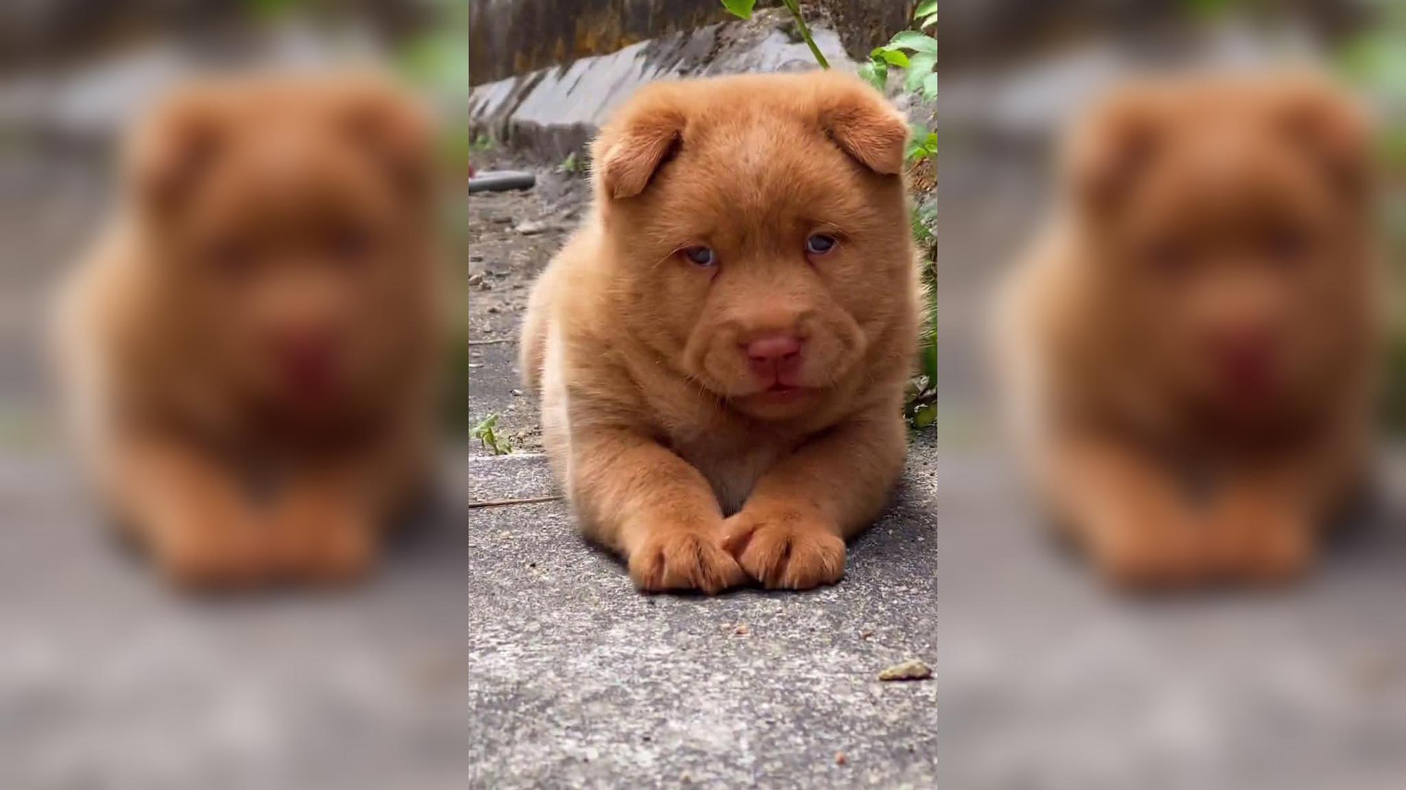 中华田园犬:看我的表情你就知道,我不喜欢被拴着