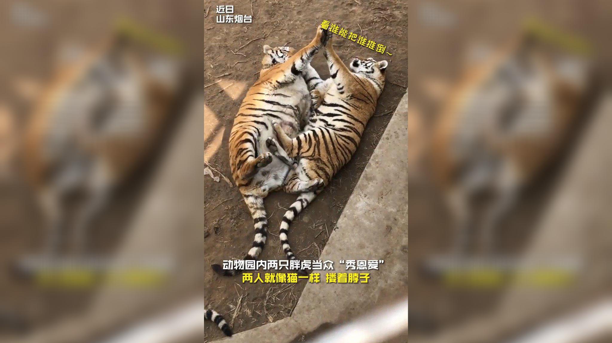 饲养员放兔子进笼给老虎加餐,第二天兔子却活着,虎兔相互依偎!