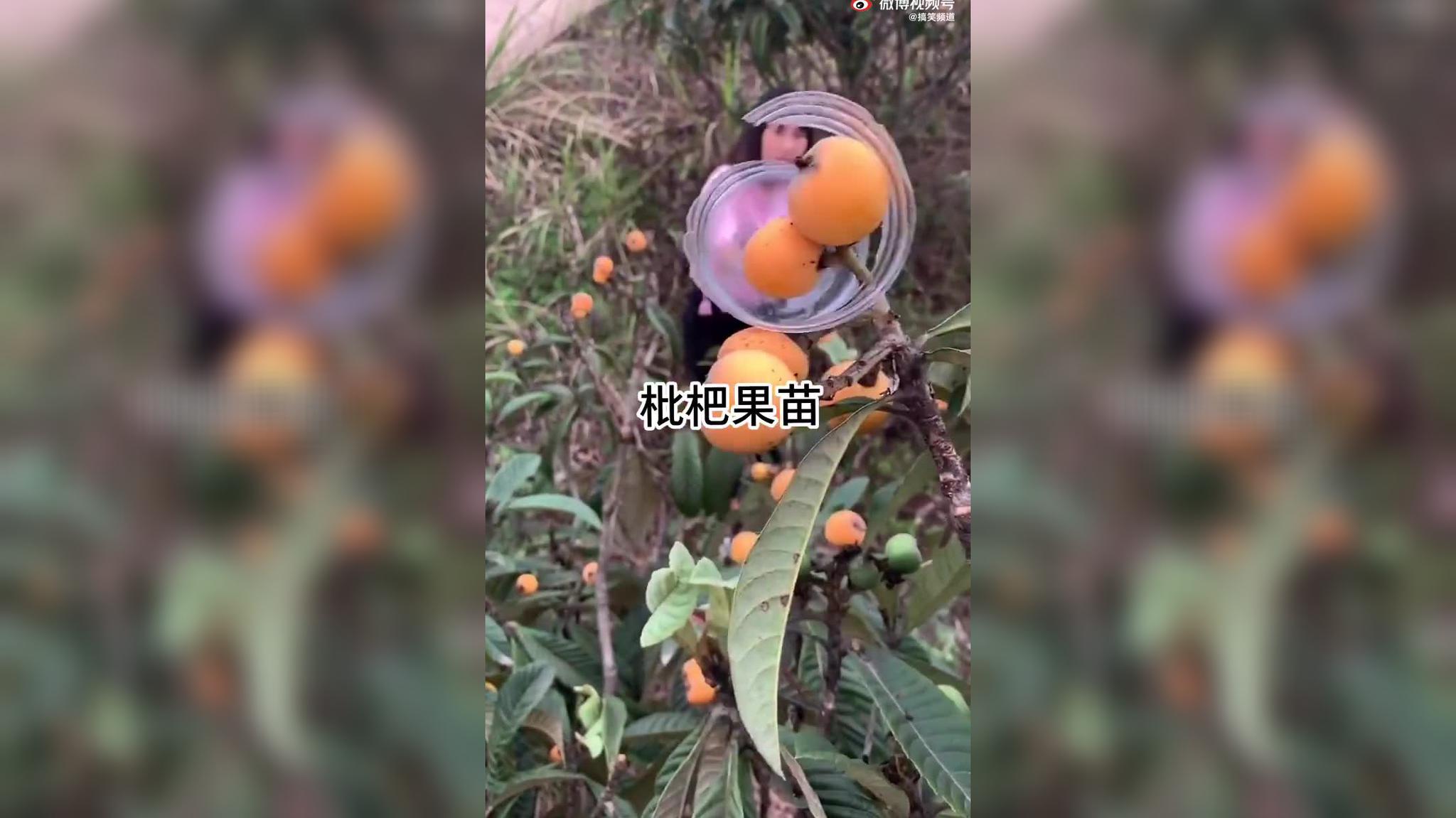 枇杷苗价格多少钱一棵呢图片