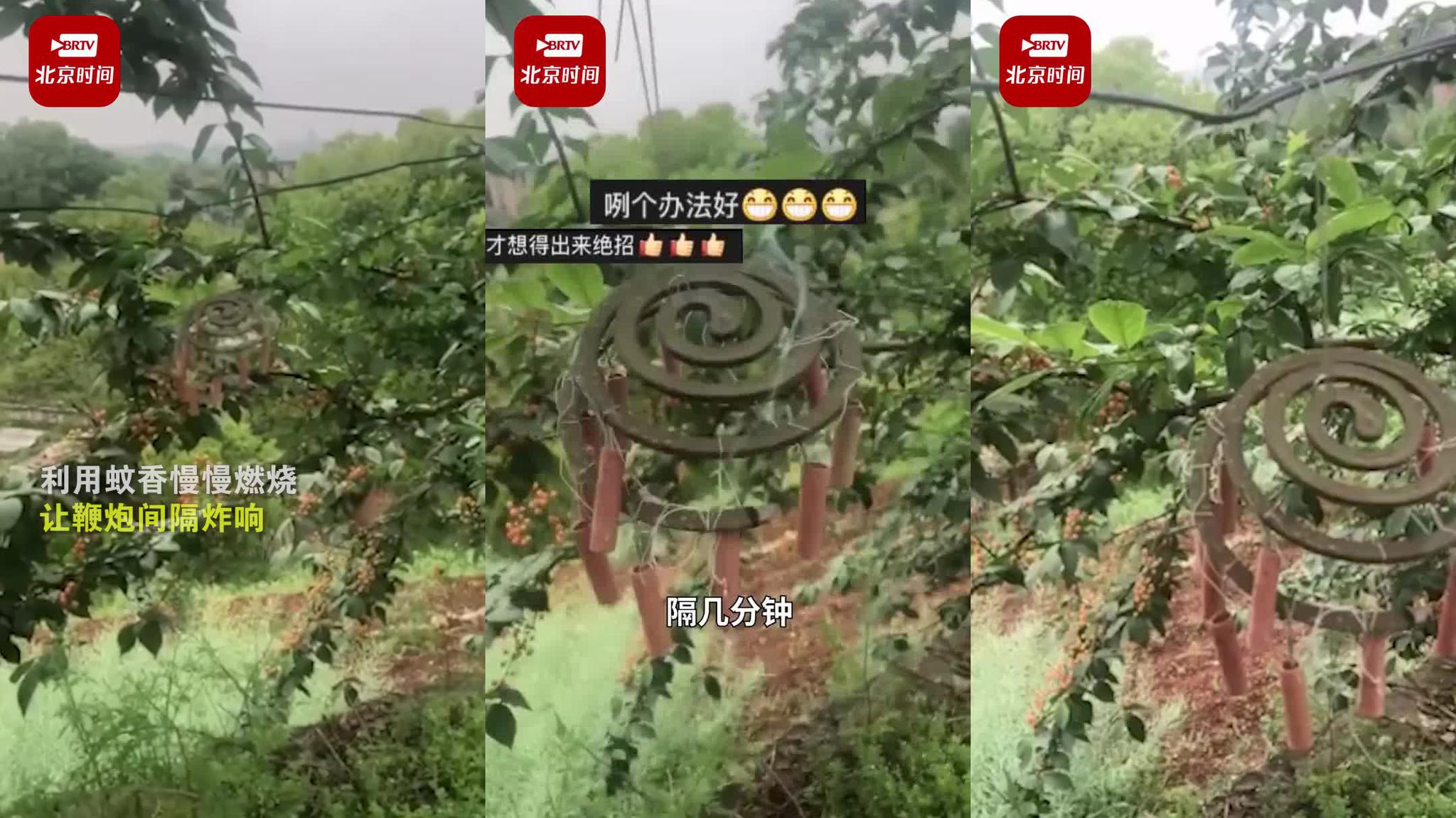 为保护自家樱桃树,大爷用蚊香绑上鞭炮驱鸟,网友:高手在民间