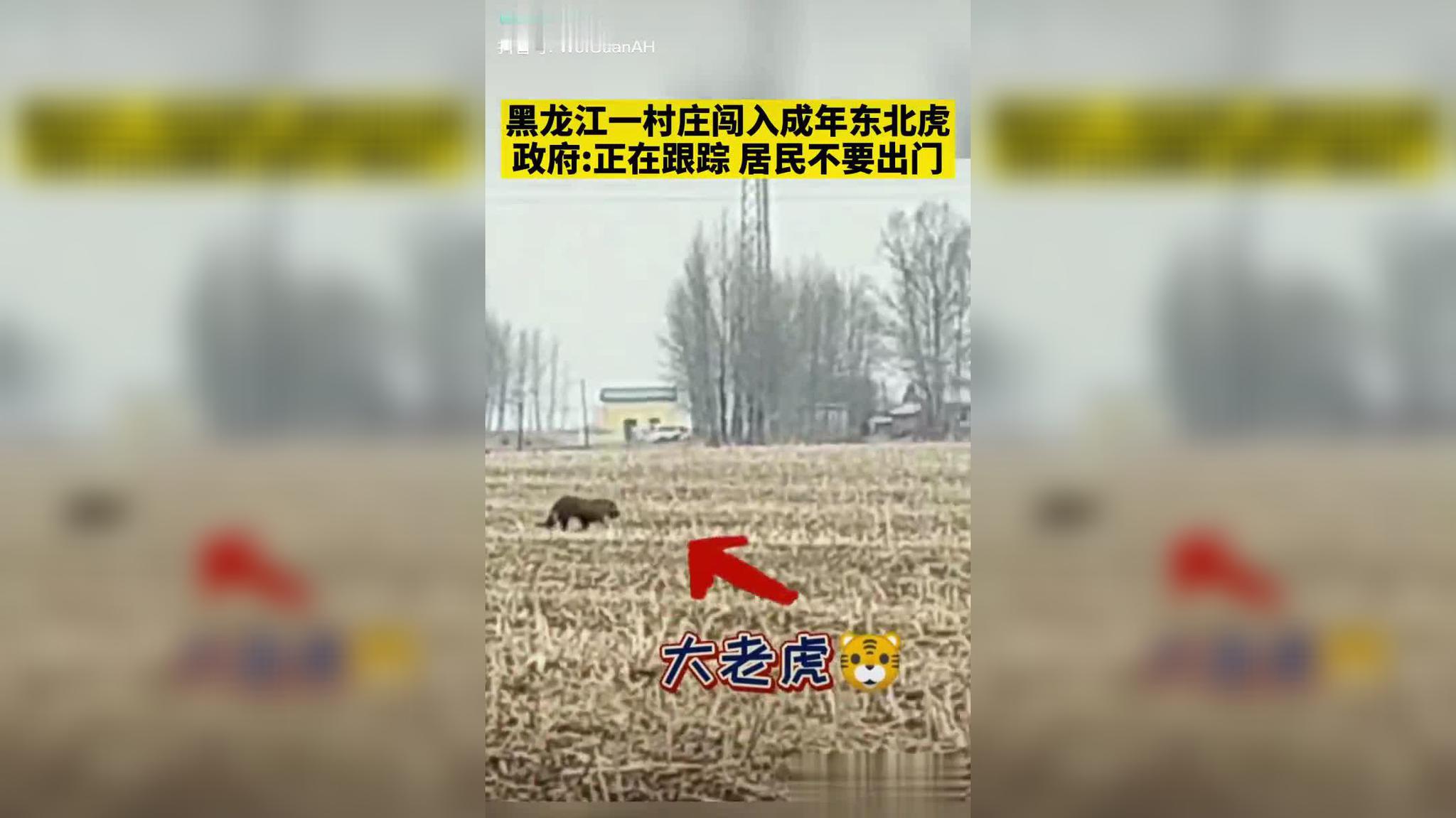 黑龙江一村庄闯入成年东北虎 工作人员遇老虎袭击车窗被一掌拍碎