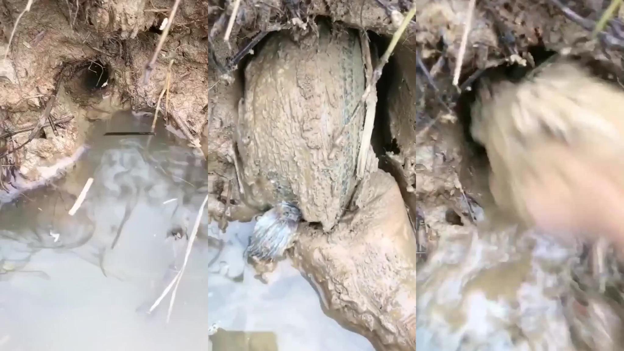 农村小哥郊外寻野,意外发现了一窝黑鱼,赚发了