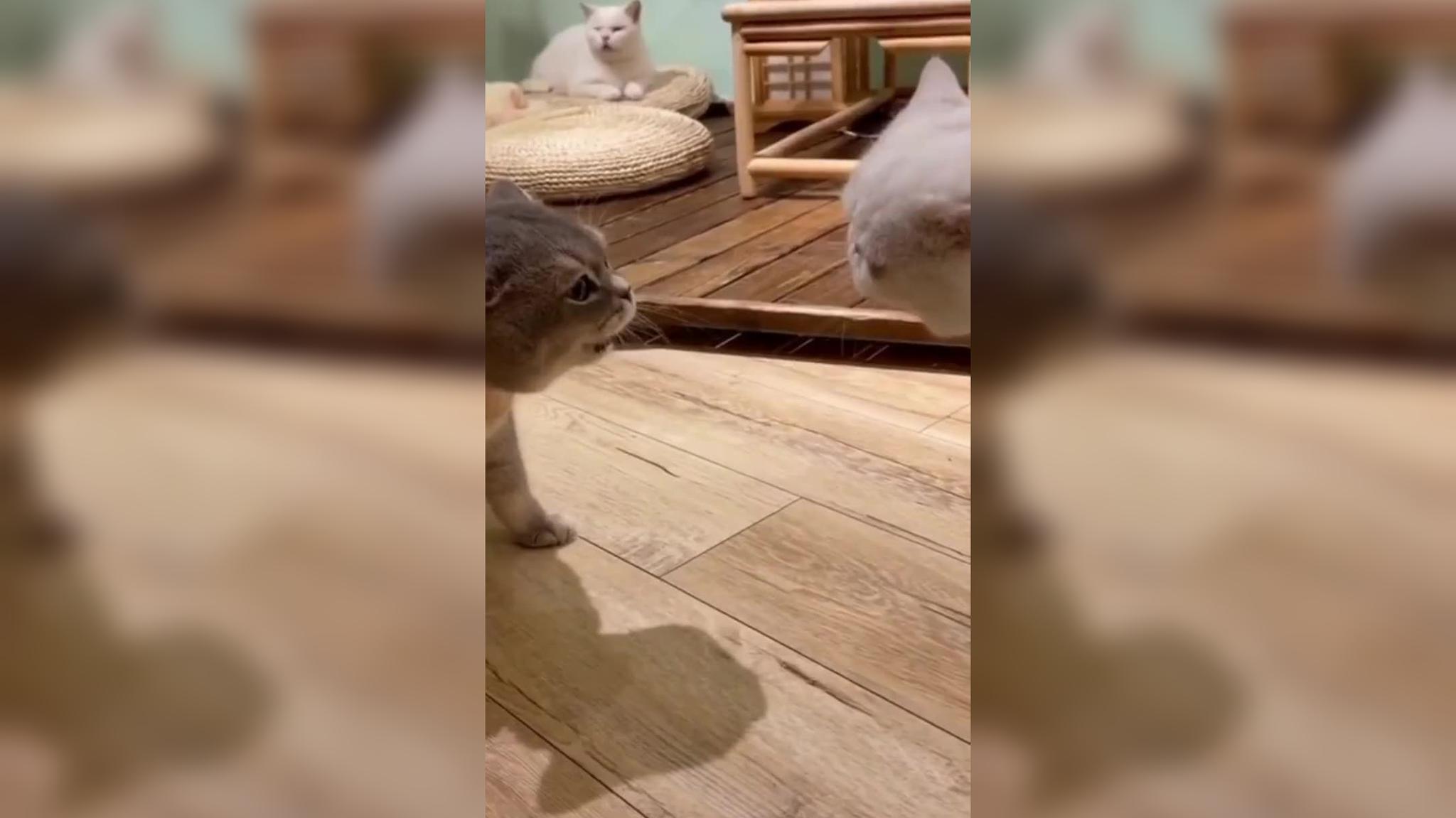 刚出生的宝宝回家,猫咪一脸好奇的围观,看到娃竟然会动赶紧溜了