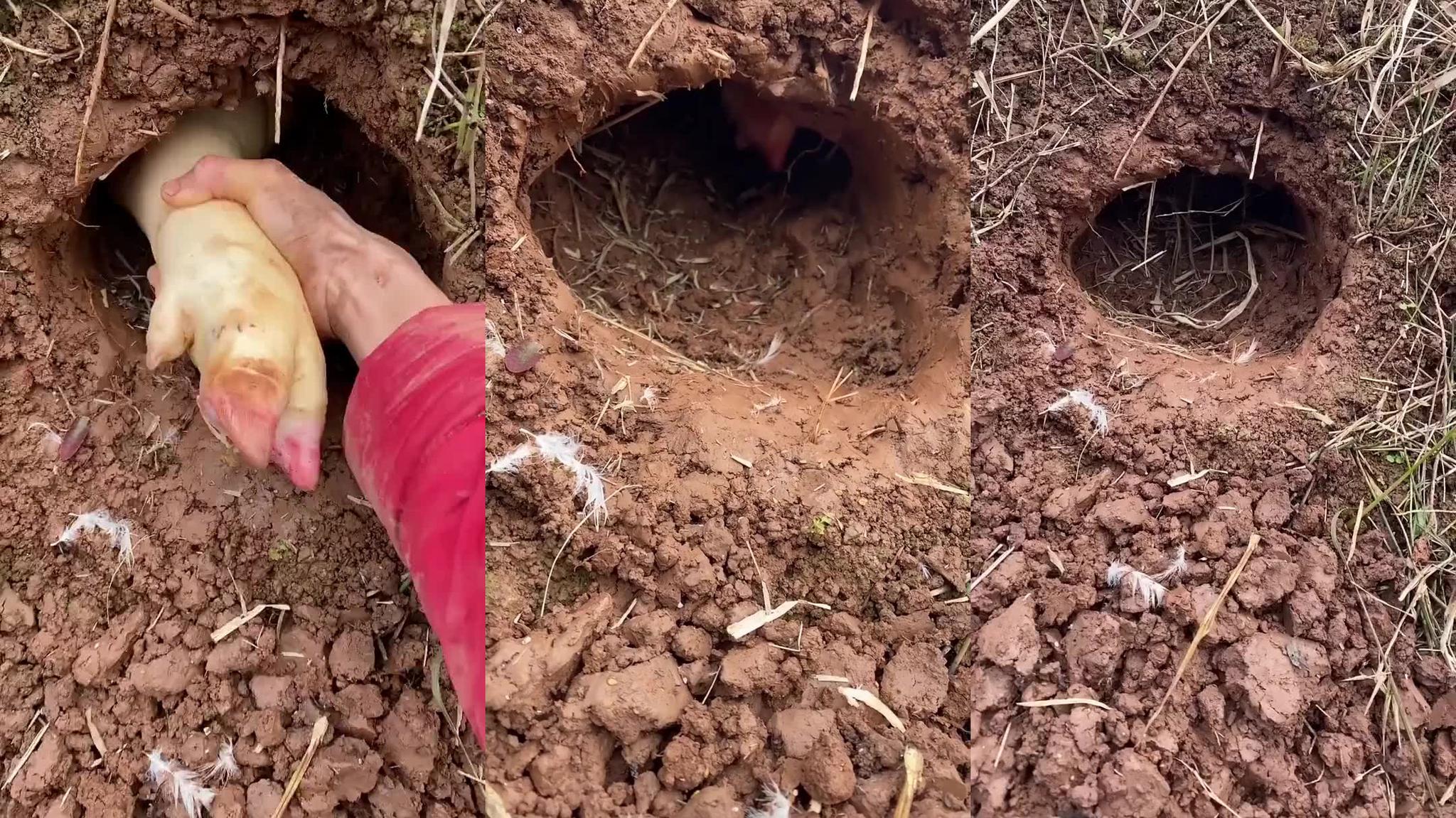 一只黄鼠狼发现老鼠洞,钻进去一窝端,老鼠全程在惨叫