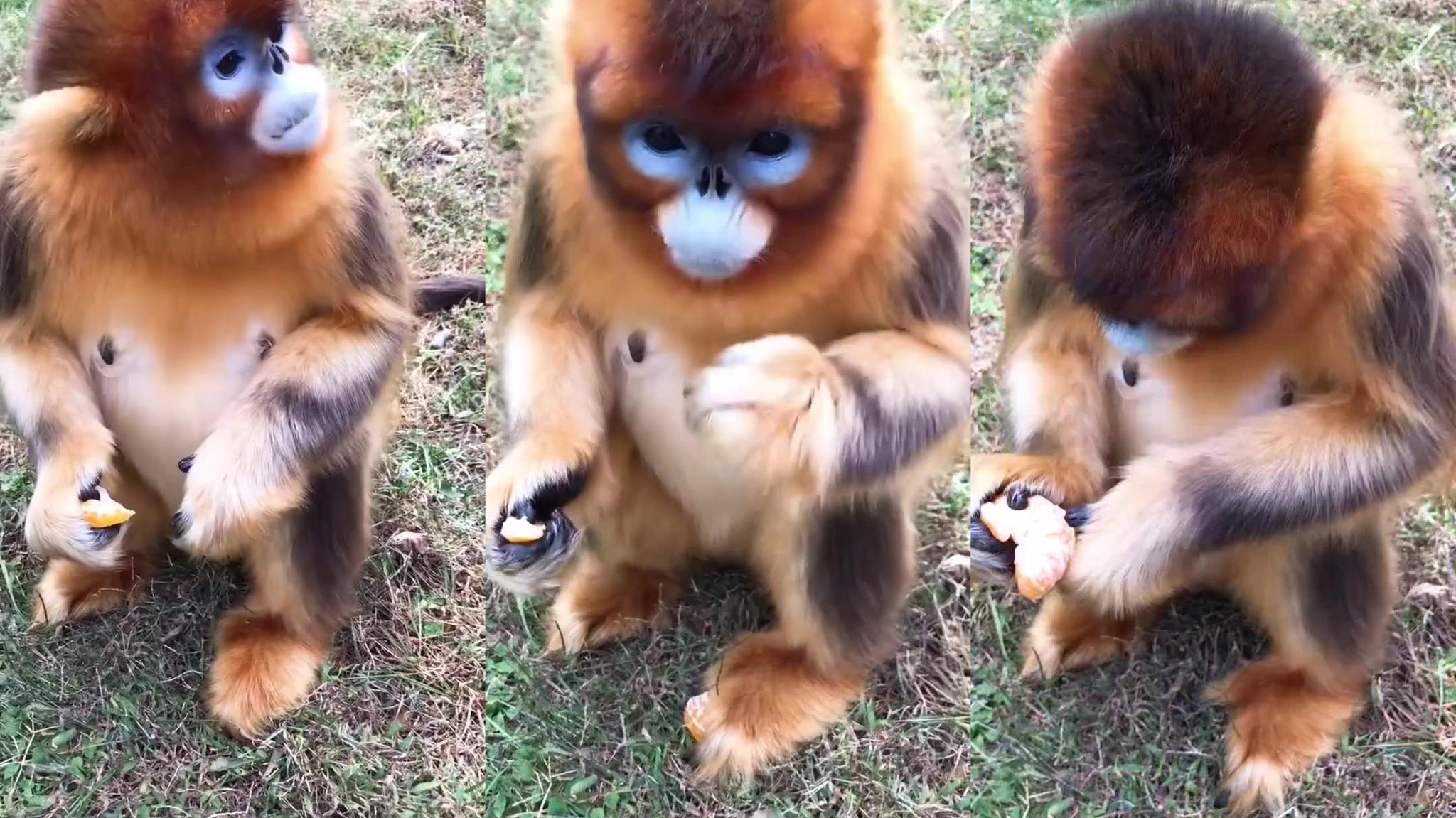 金丝猴组团下车拦车讨食