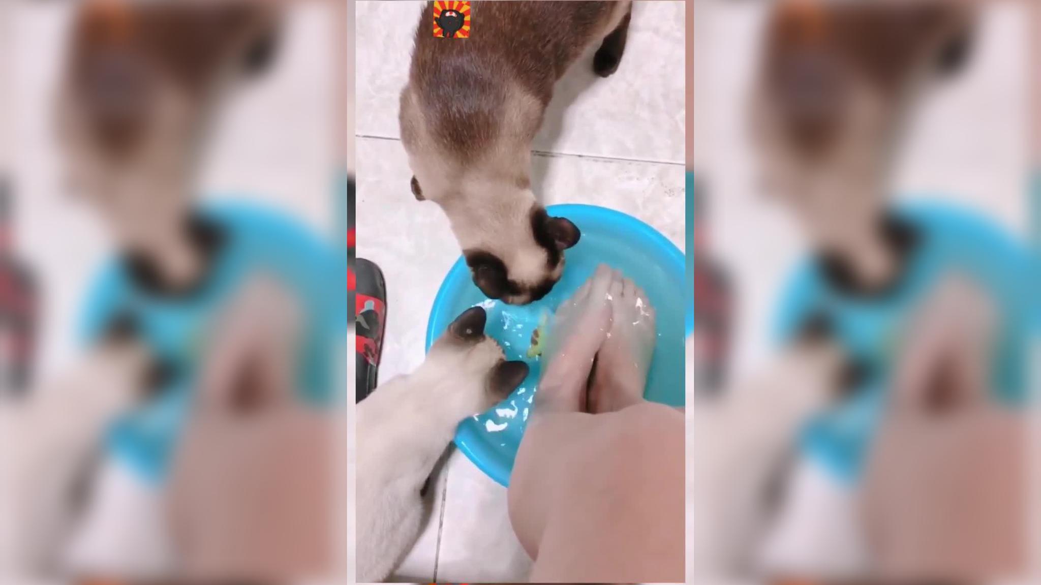 女主人给二哈洗澡洗到一半,二哈没完没了的抱怨,跟女主人谈条件