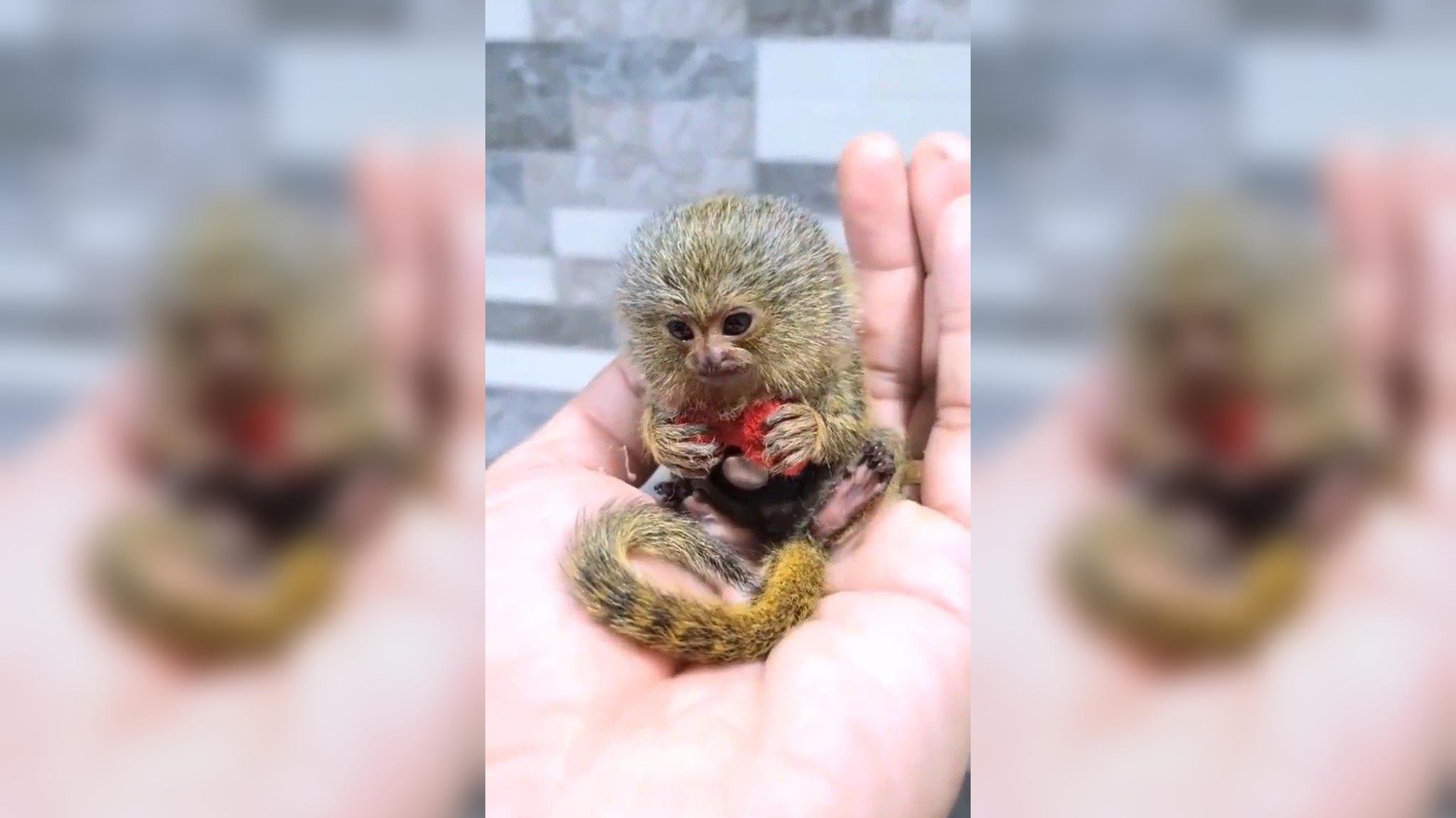 猴子以为他手上戴的也是枷锁