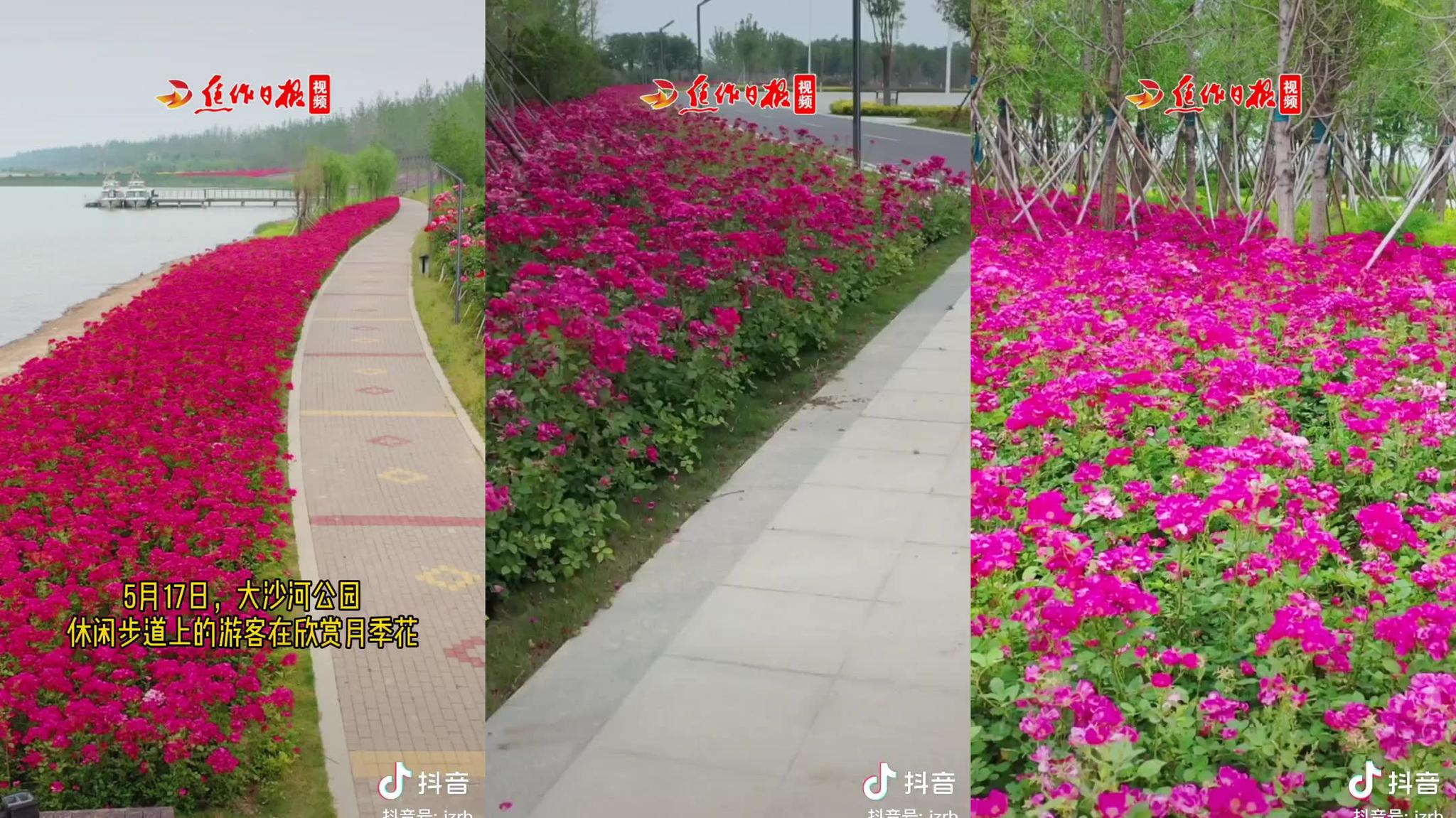 贝巴的锦湖回旋听过没有?我林皇回旋怎么样?