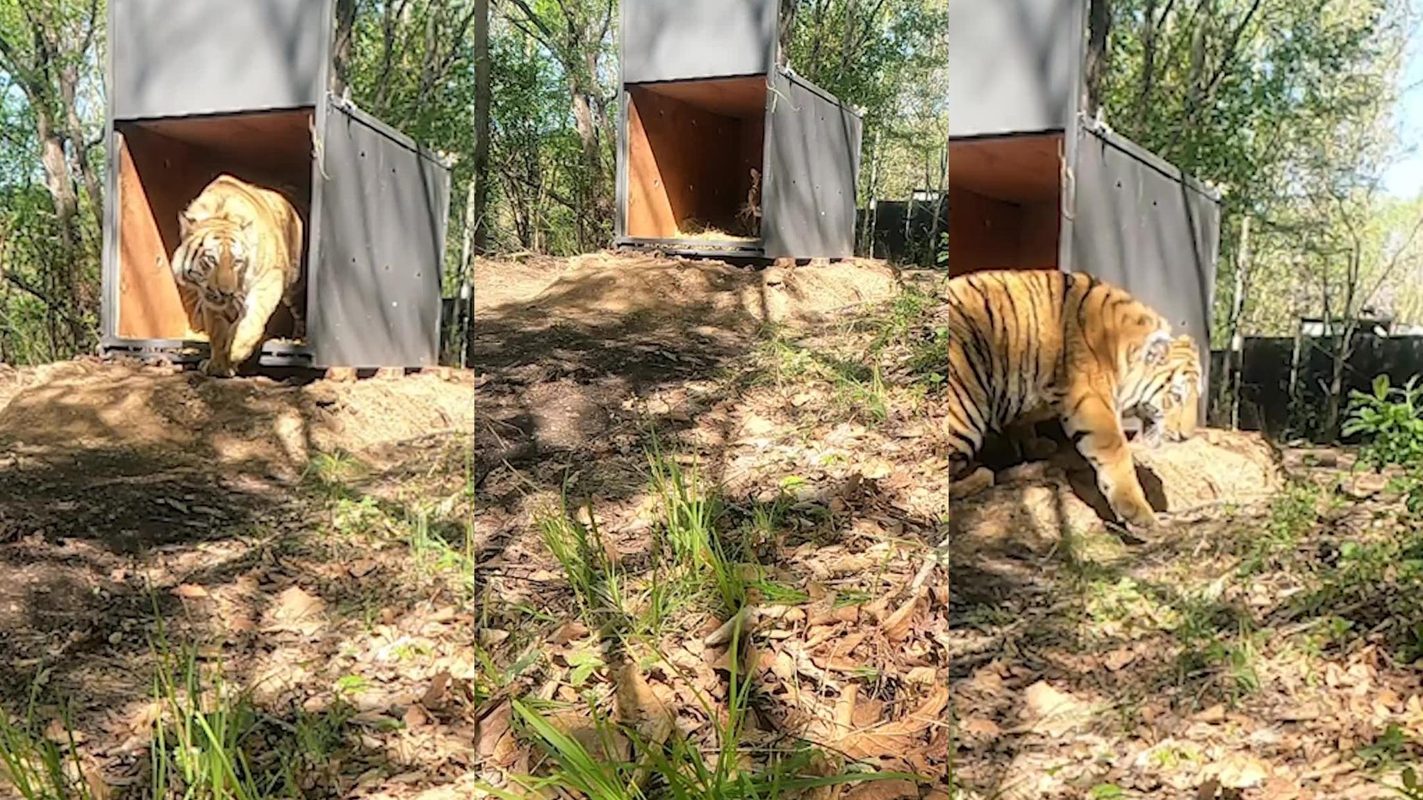 野生东北虎进村伤人扑车后躲进沟渠 航拍老虎田间淡定行走画面_手机