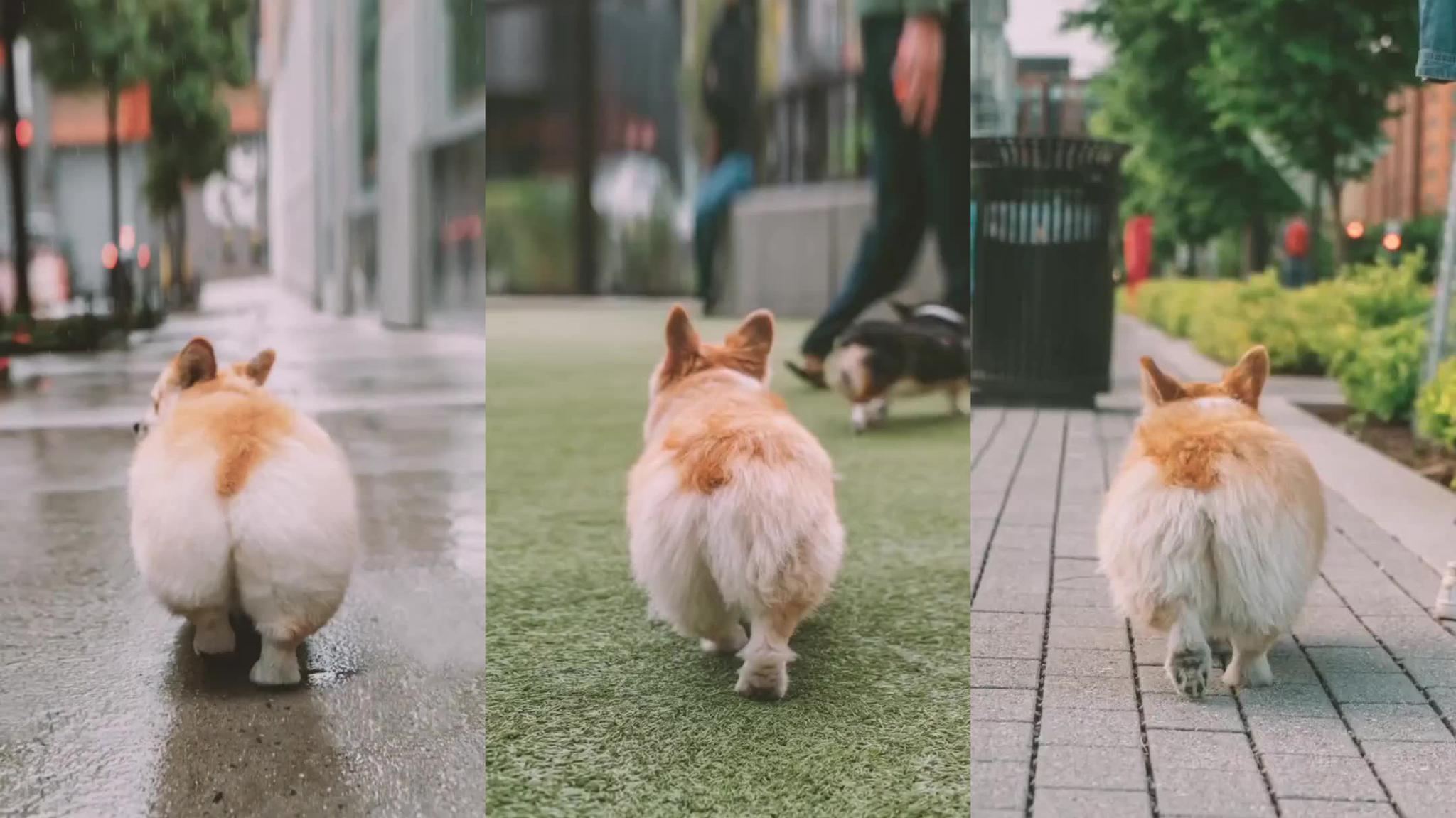 小伙将柯基扔进雪堆里,下一秒忍住不要笑,这小短腿才是硬伤!