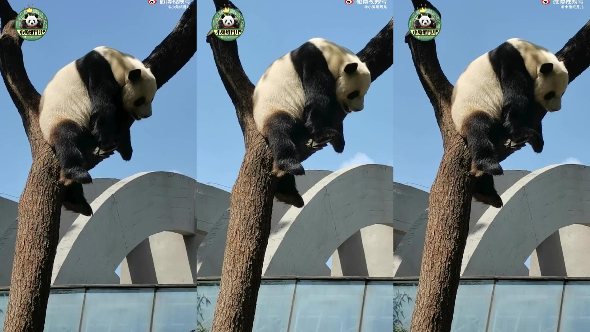 熊猫宝宝的叫声听过吗?小嘤嘤怪来了!