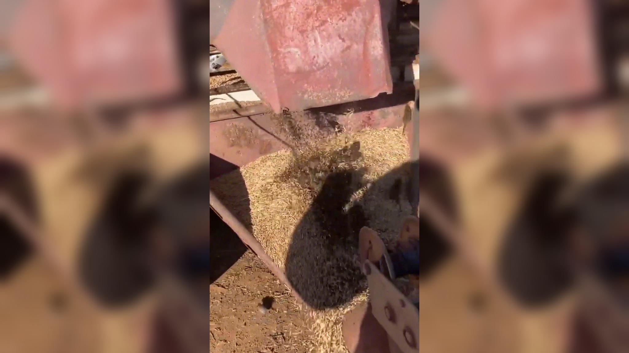 因鼠灾损失惨重 澳洲男子装满一桶老鼠活活烧死泄愤 网友不干了