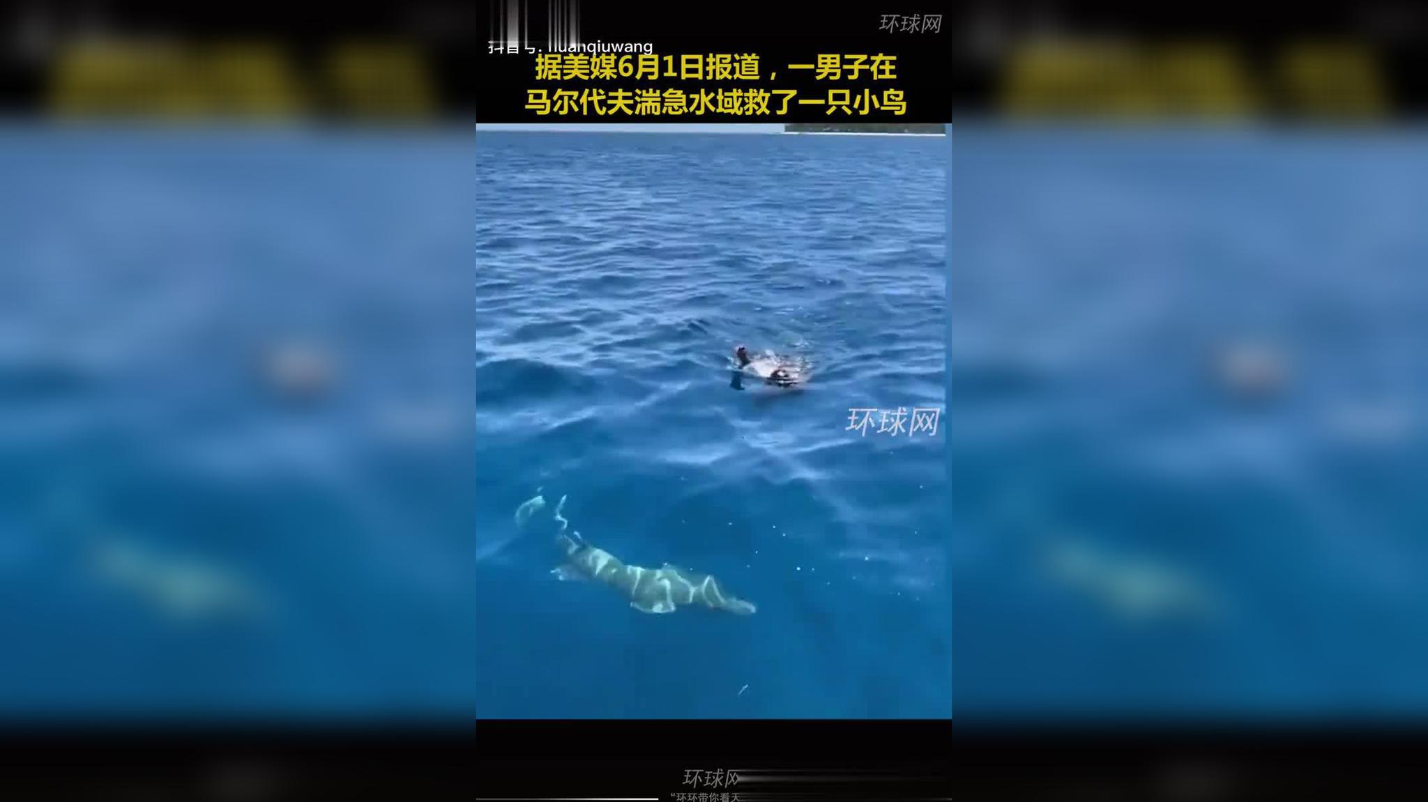 马尔代夫一男子跳水救小鸟,鲨鱼还在一旁"盘旋"
