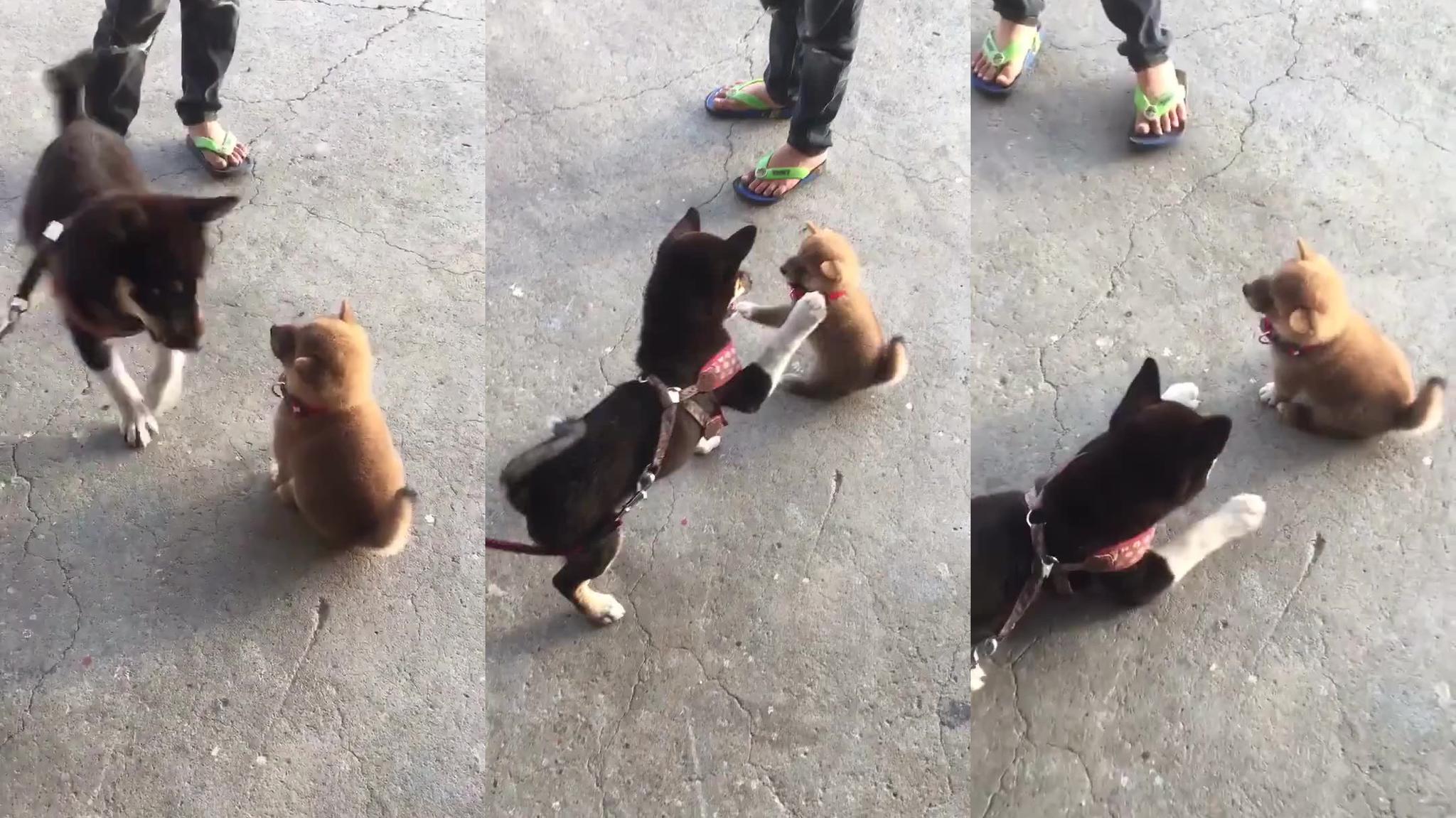 主人牵柴犬出门遛弯,回头一看哭笑不得,真是太逗了