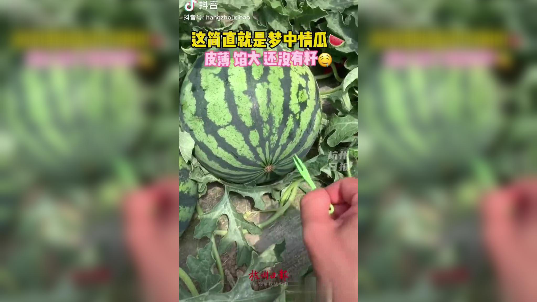 强扭的瓜真的不甜吗?