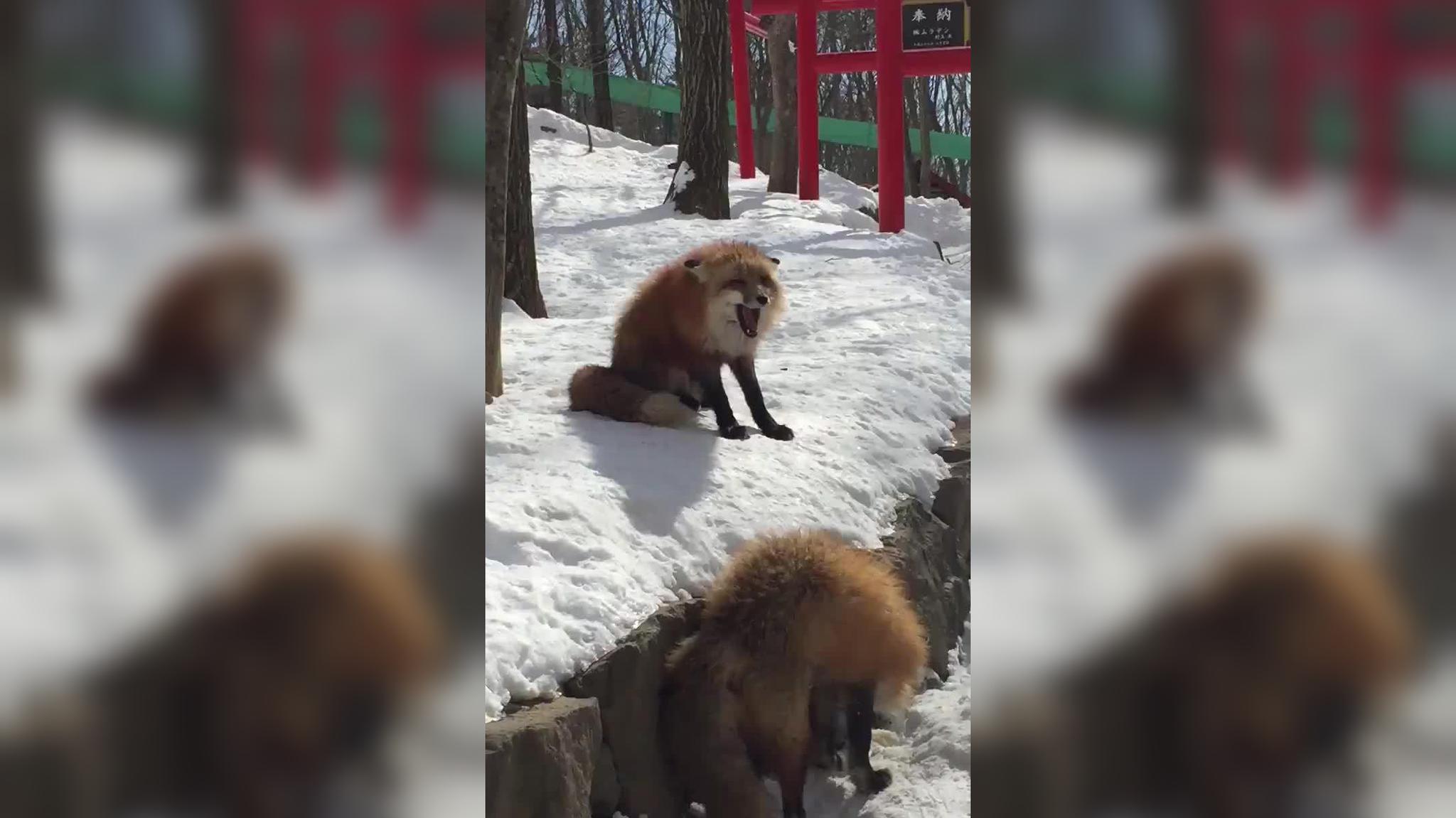 狐狸偷袭狗獾巢穴,咬死狗獾幼崽,狗獾妈妈回来后一场大战爆发了