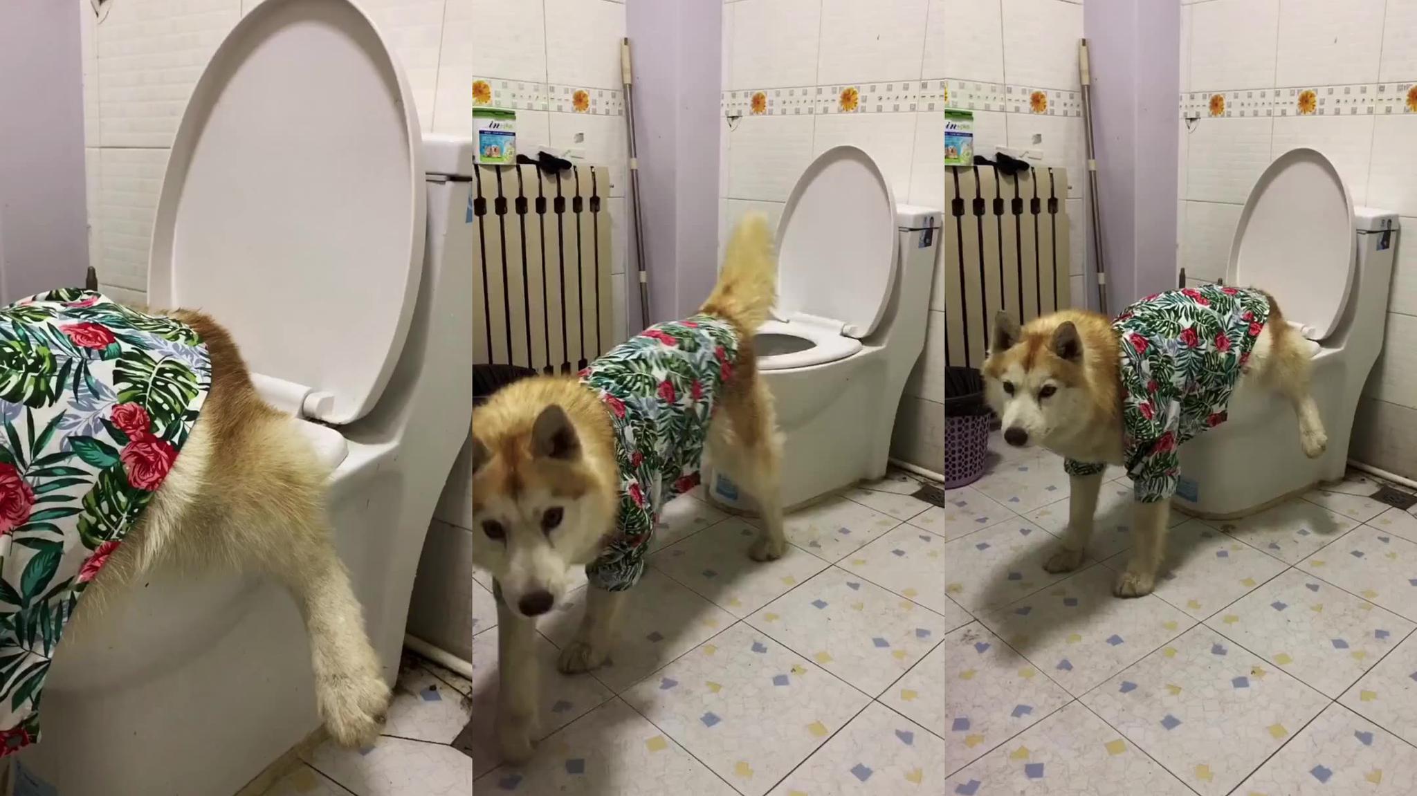 柯基是这样下楼梯的