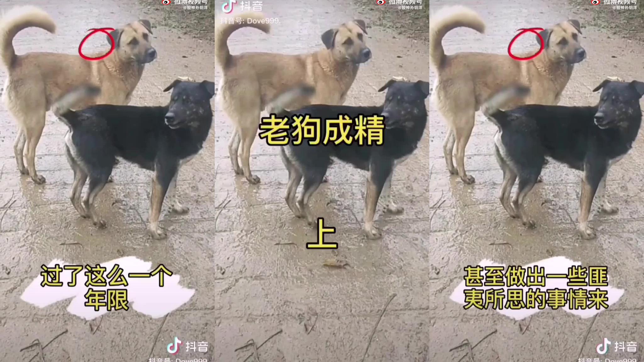 老狗成精害人啊!